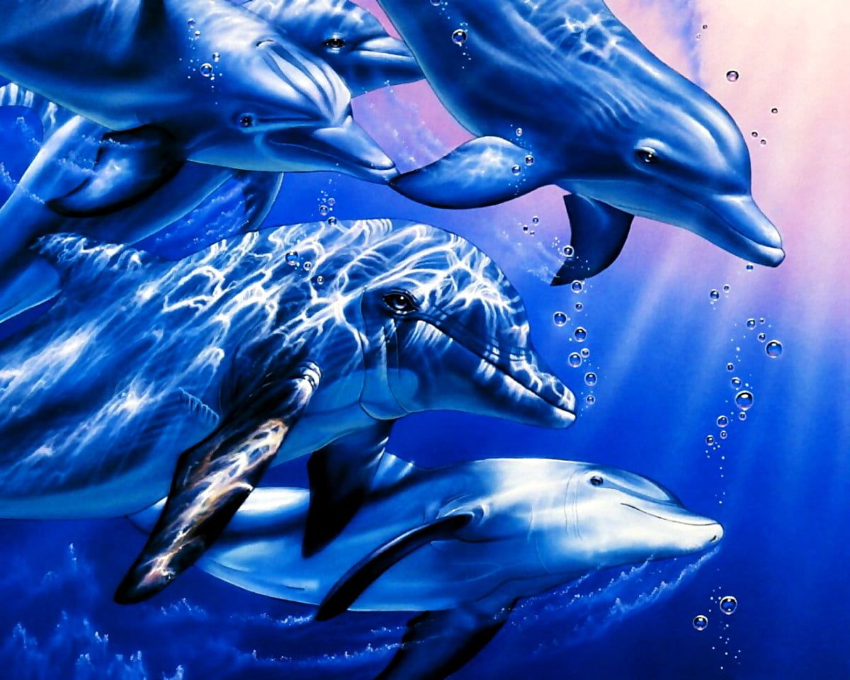  Delfine Hintergrundbild 1200x960. Android Hintergrundbild Delfin, Tursiops, Tiere. Download beste freie Hintergrundbilder