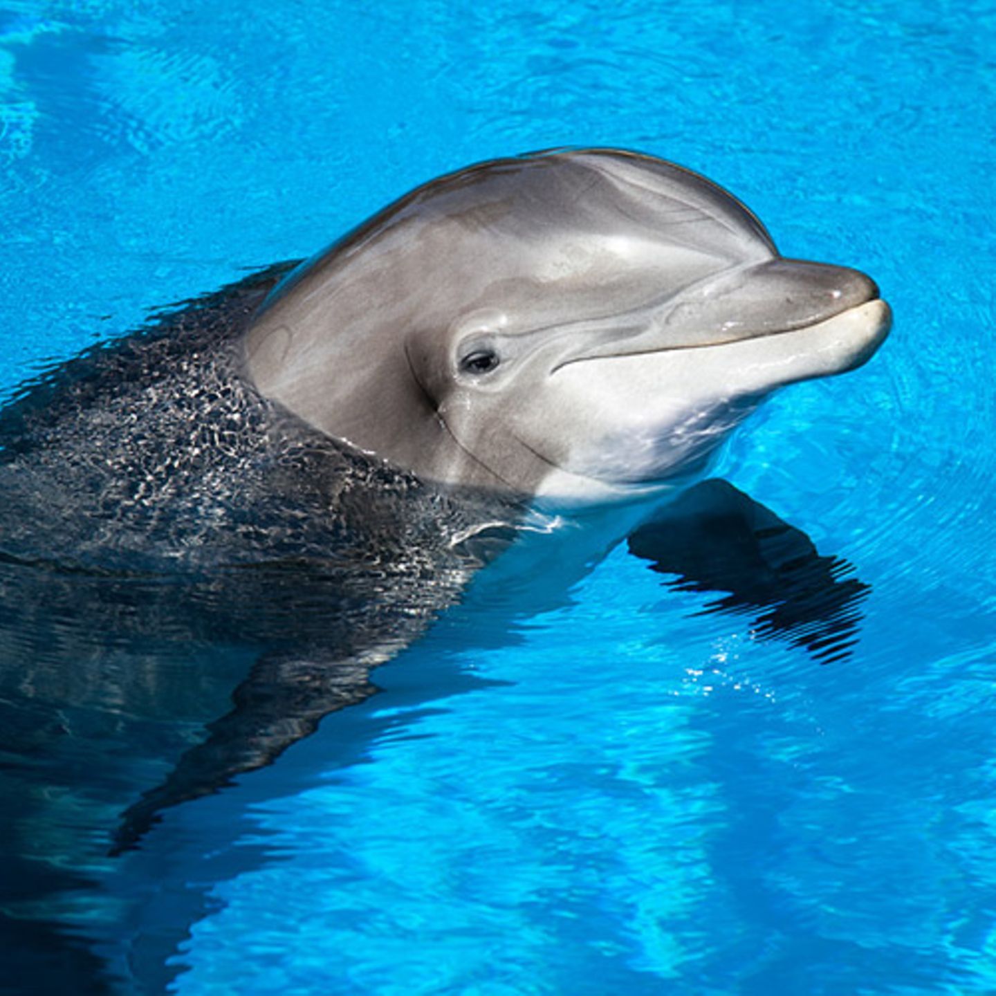  Delfine Hintergrundbild 1440x1440. Delfineäuger im Tierlexikon - [GEOLINO]