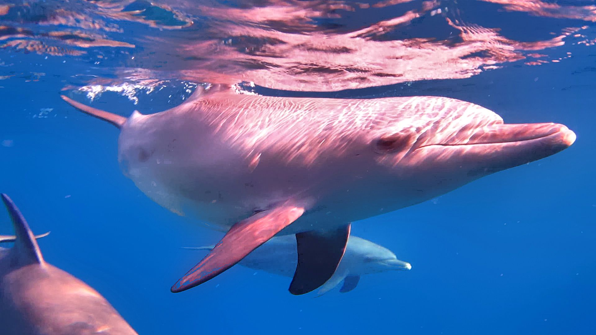 Delfine Hintergrundbild 1920x1080. Neugierige Delfine am Außenriff. Foto & Bild. tiere, wildlife, säugetiere Bilder auf fotocommunity
