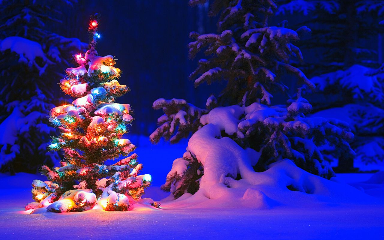  Desktop Weihnachten Hintergrundbild 1280x800. Desktop Hintergrundbilder Neujahr Natur Winter Fichten Christbaum