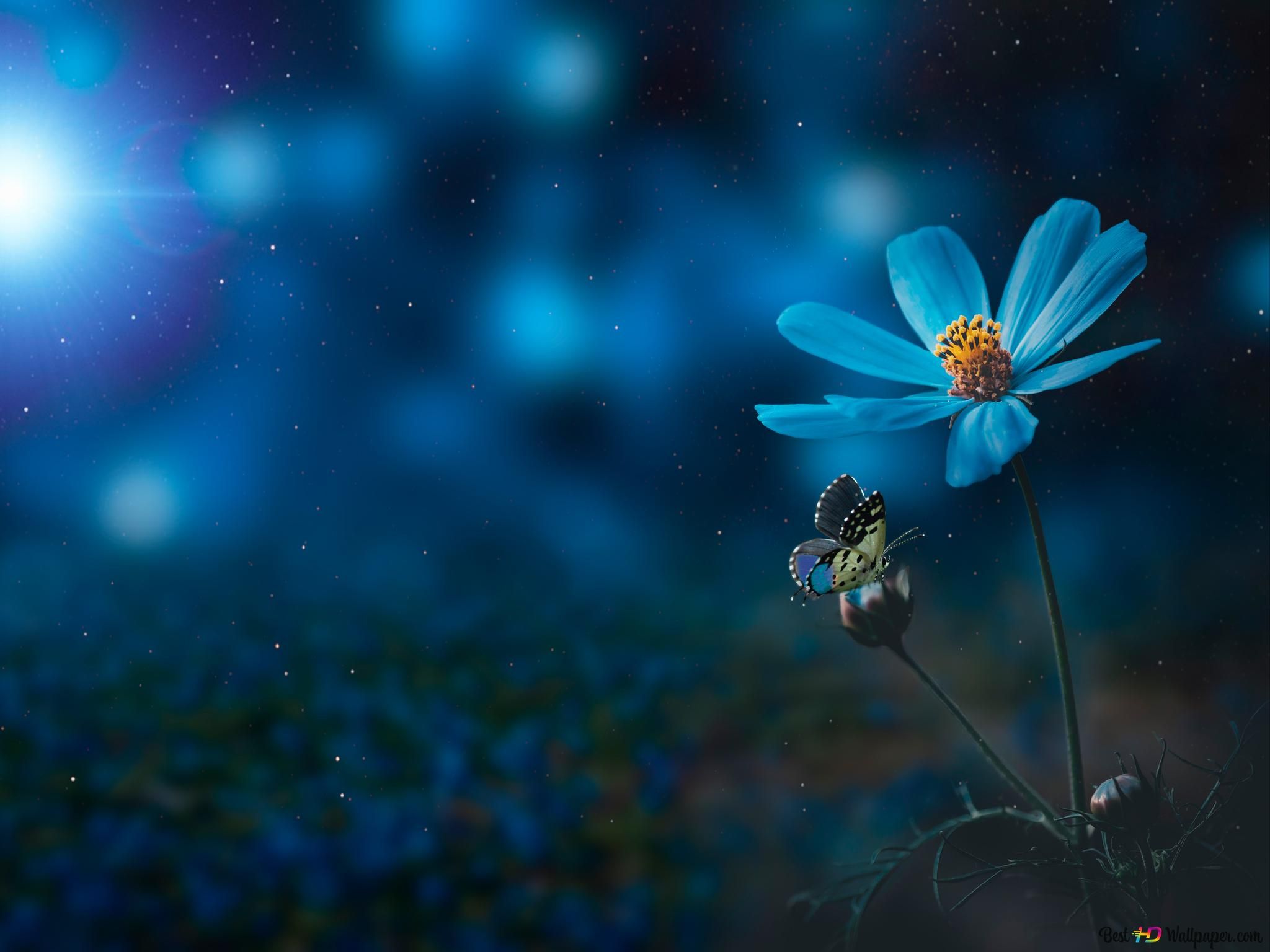 Verschwommen Hintergrundbild 2048x1536. Blaue Blume und Schmetterling im Dunkeln unscharf 6K Hintergrundbild herunterladen