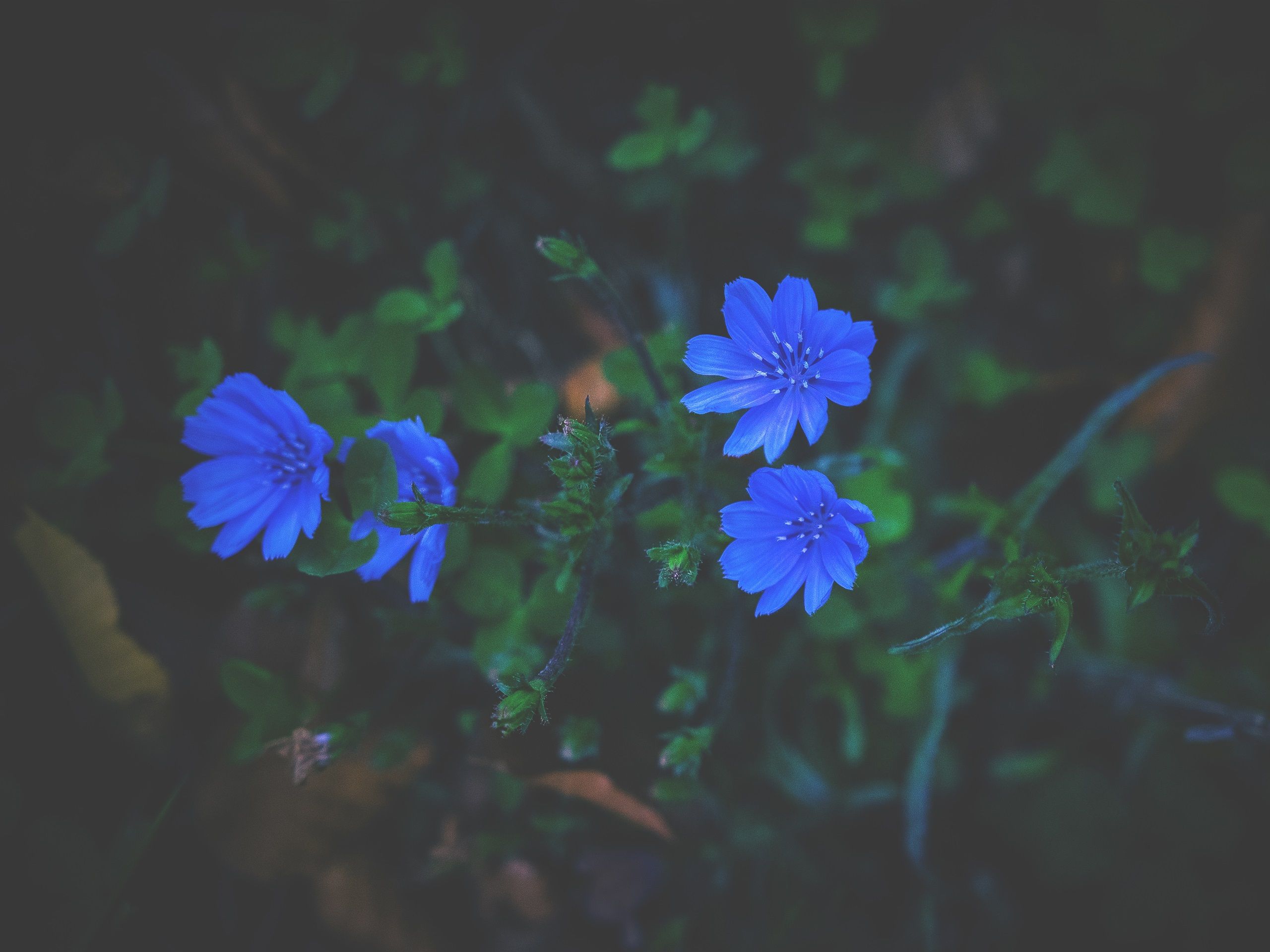 Verschwommen Hintergrundbild 2560x1920. Kleine blaue Blumen, Gras, verschwommen 3840x2160 UHD 4K Hintergrundbilder, HD, Bild