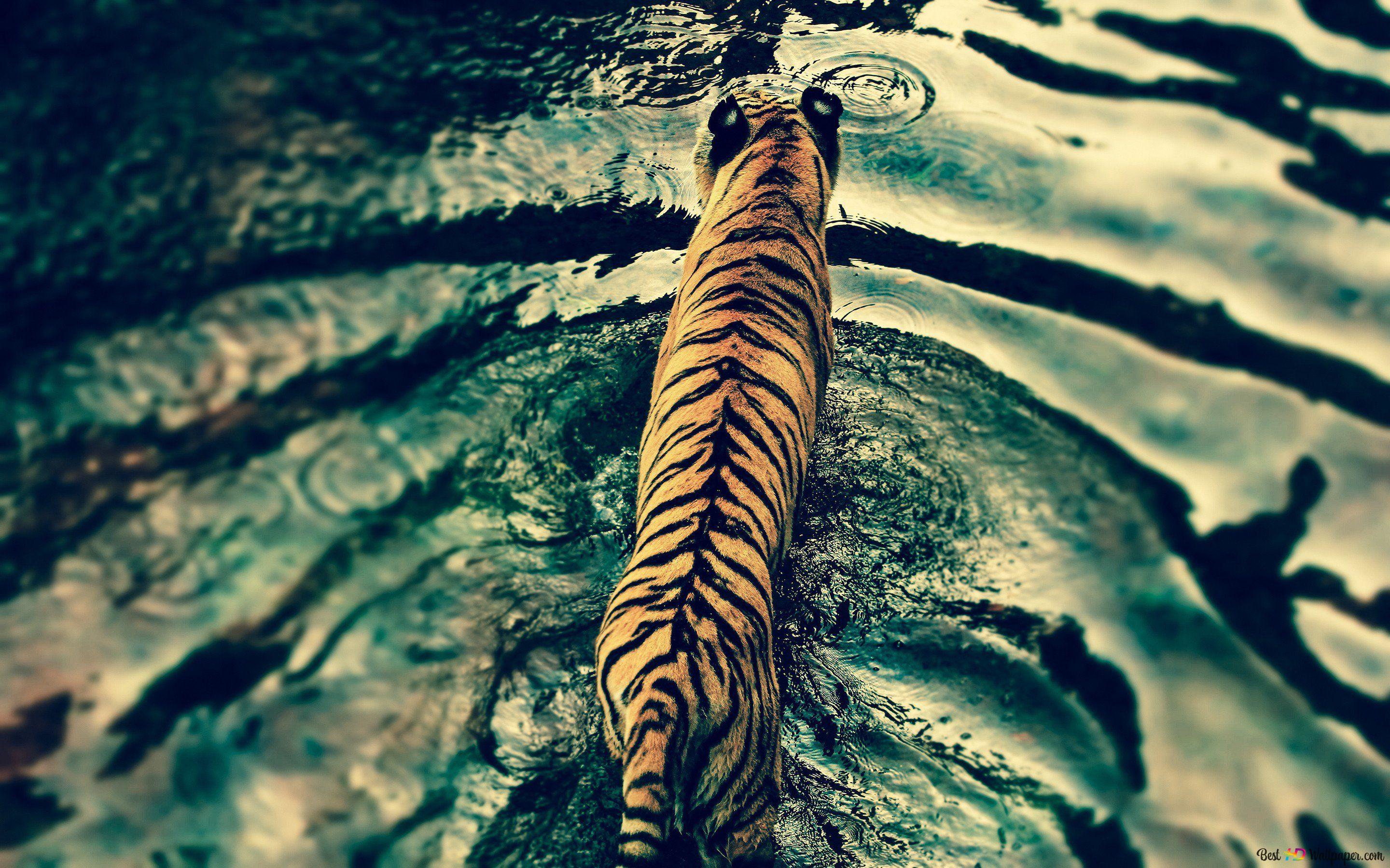  Die Schönsten Hintergrundbild 2880x1800. Der Tiger mit seinem gemusterten Fell, eines der schönsten Tiere der wilden Natur, bewegt sich im Wasser 2K Hintergrundbild herunterladen