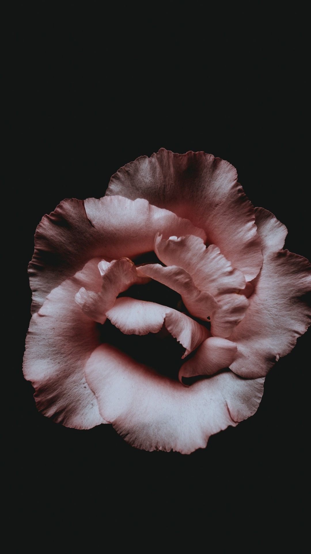  Dunkles Hintergrundbild 1080x1920. Rosa Blume, Blumenblätter, dunkler Hintergrund 3840x2160 UHD 4K Hintergrundbilder, HD, Bild