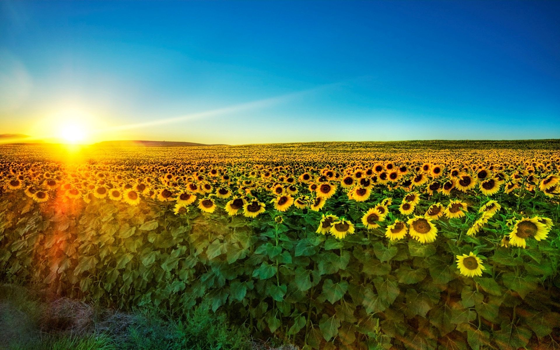  Faszinierende Hintergrundbild 1920x1200. Faszinierende Sonnenblumenfeld Hintergrundbilder. Faszinierende Sonnenblumenfeld frei fotos