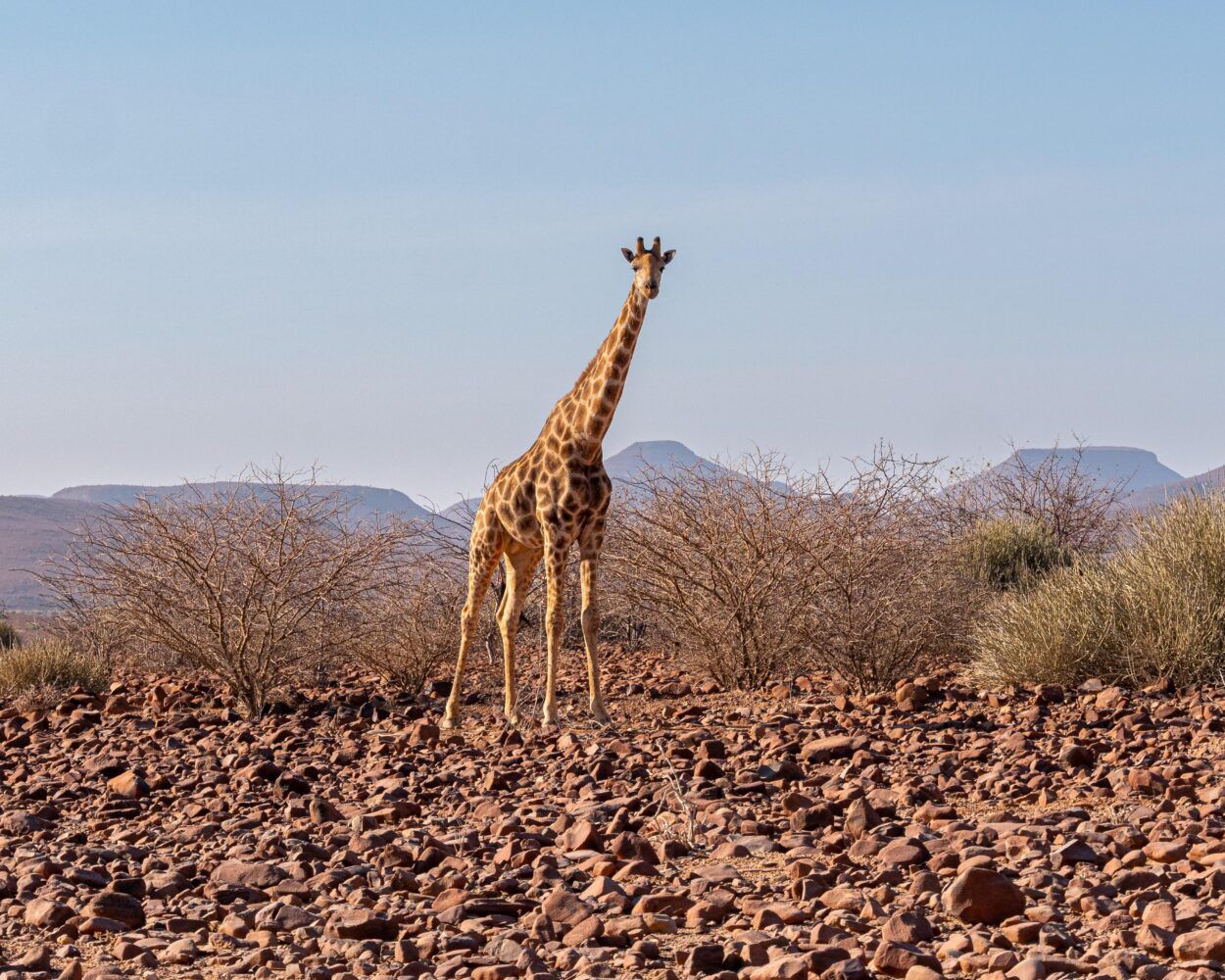  Faszinierende Hintergrundbild 1250x1000. Rundreise & Safari Faszination Namibia + Baden Südafrika ab - €