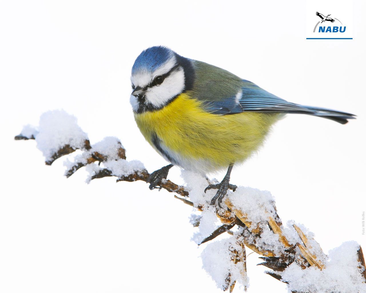  Faszinierende Hintergrundbild 1280x1024. Bildschirmhintergründe Wintervögel