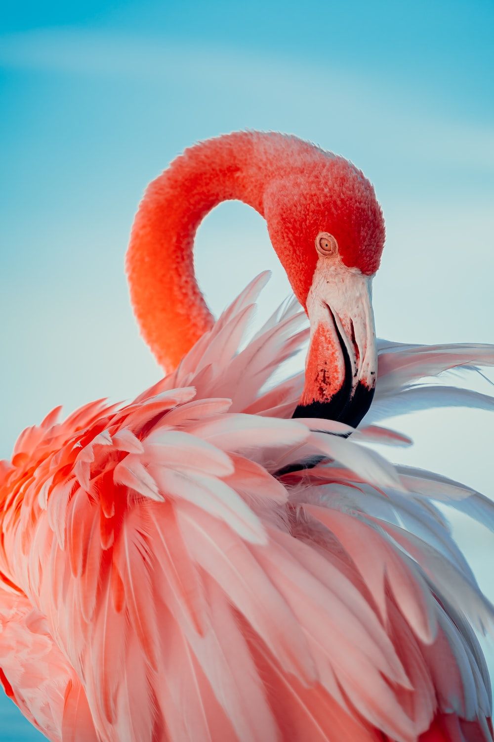  Flamingo Hintergrundbild 1000x1500. Flamingo Wallpaper: Kostenloser HD Download [HQ]