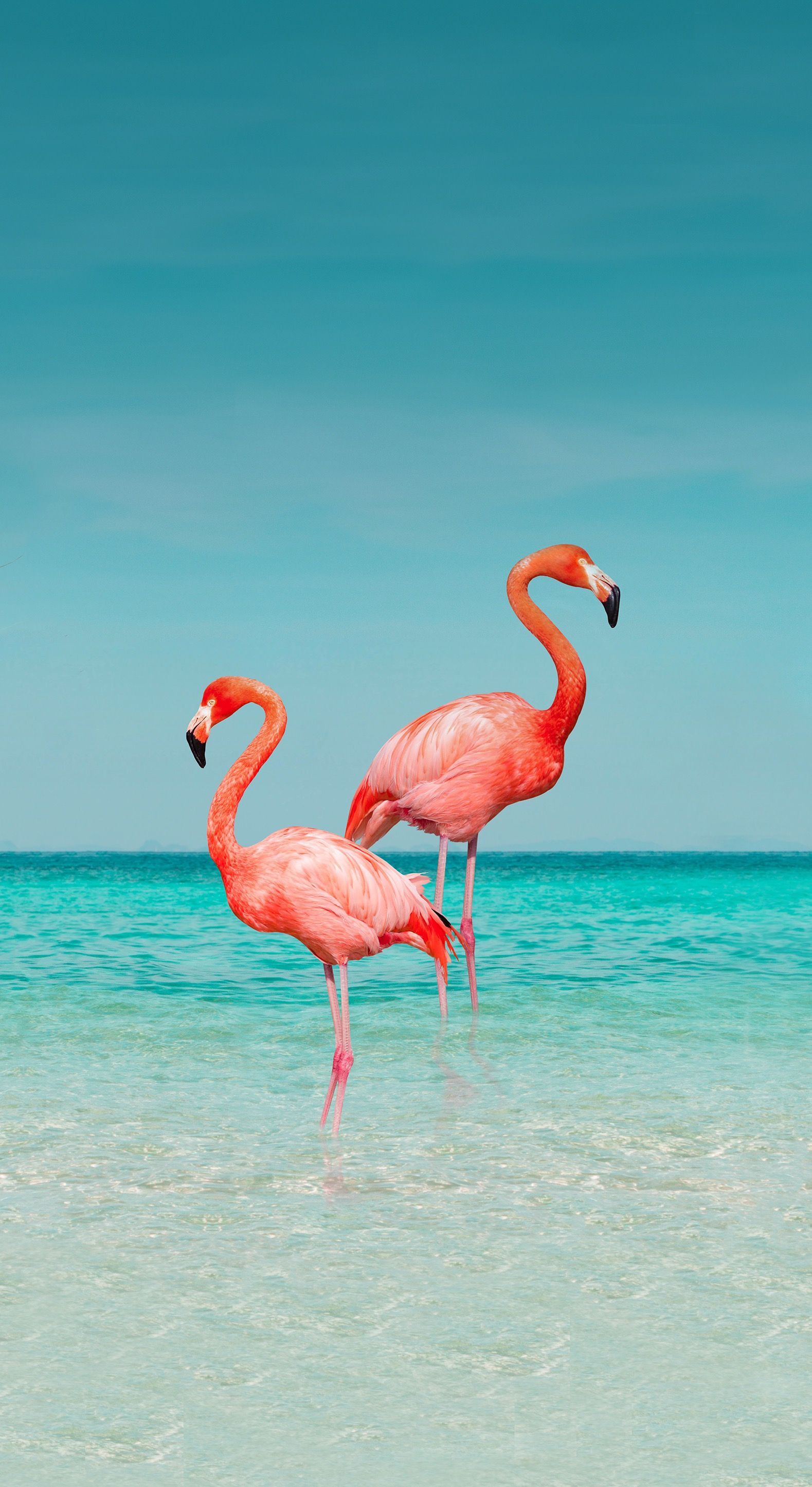  Flamingo Hintergrundbild 1579x2890. Pin de