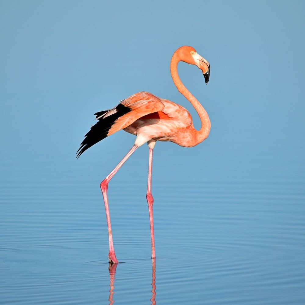  Flamingo Hintergrundbild 1000x1000. Flamingo Wallpaper: Kostenloser HD Download [HQ]