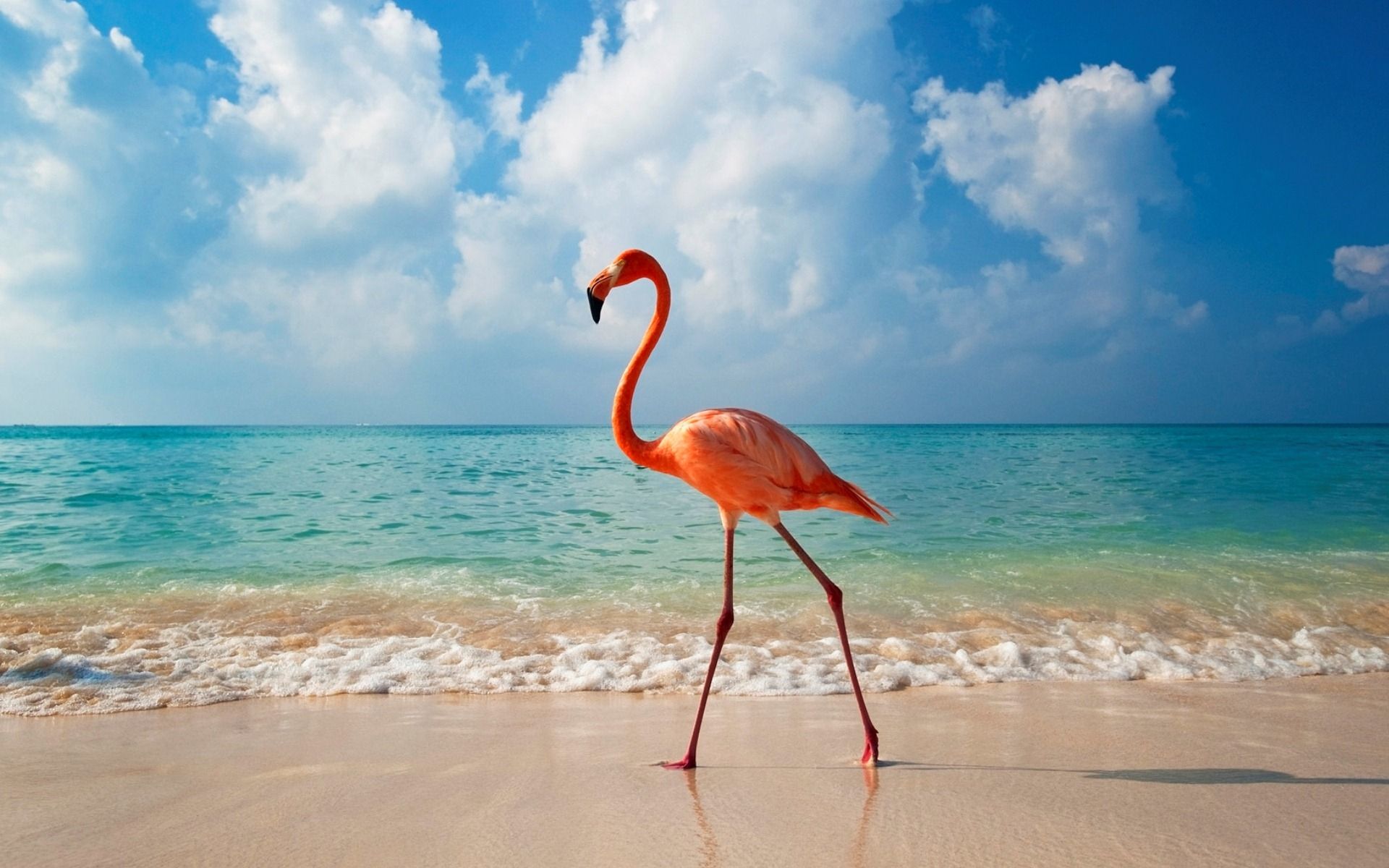  Flamingo Hintergrundbild 1920x1200. Laden Sie Das Flamingo Hintergrundbild Für Ihr Handy In Hochwertigen, Hintergrundbildern Flamingo Kostenlos Herunter