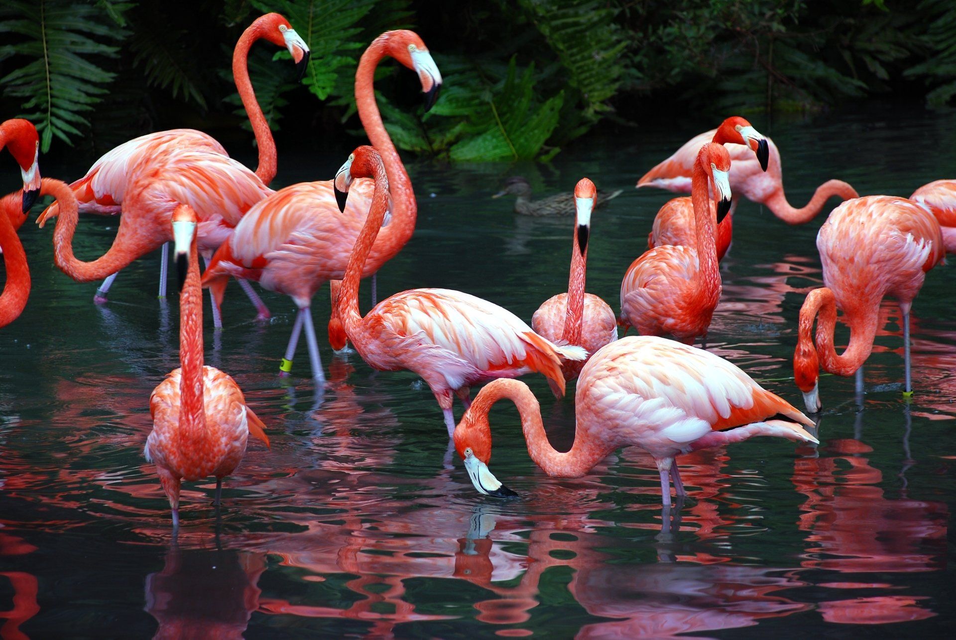  Flamingo Hintergrundbild 1920x1285. Flamingo HD Wallpaper und Hintergründe