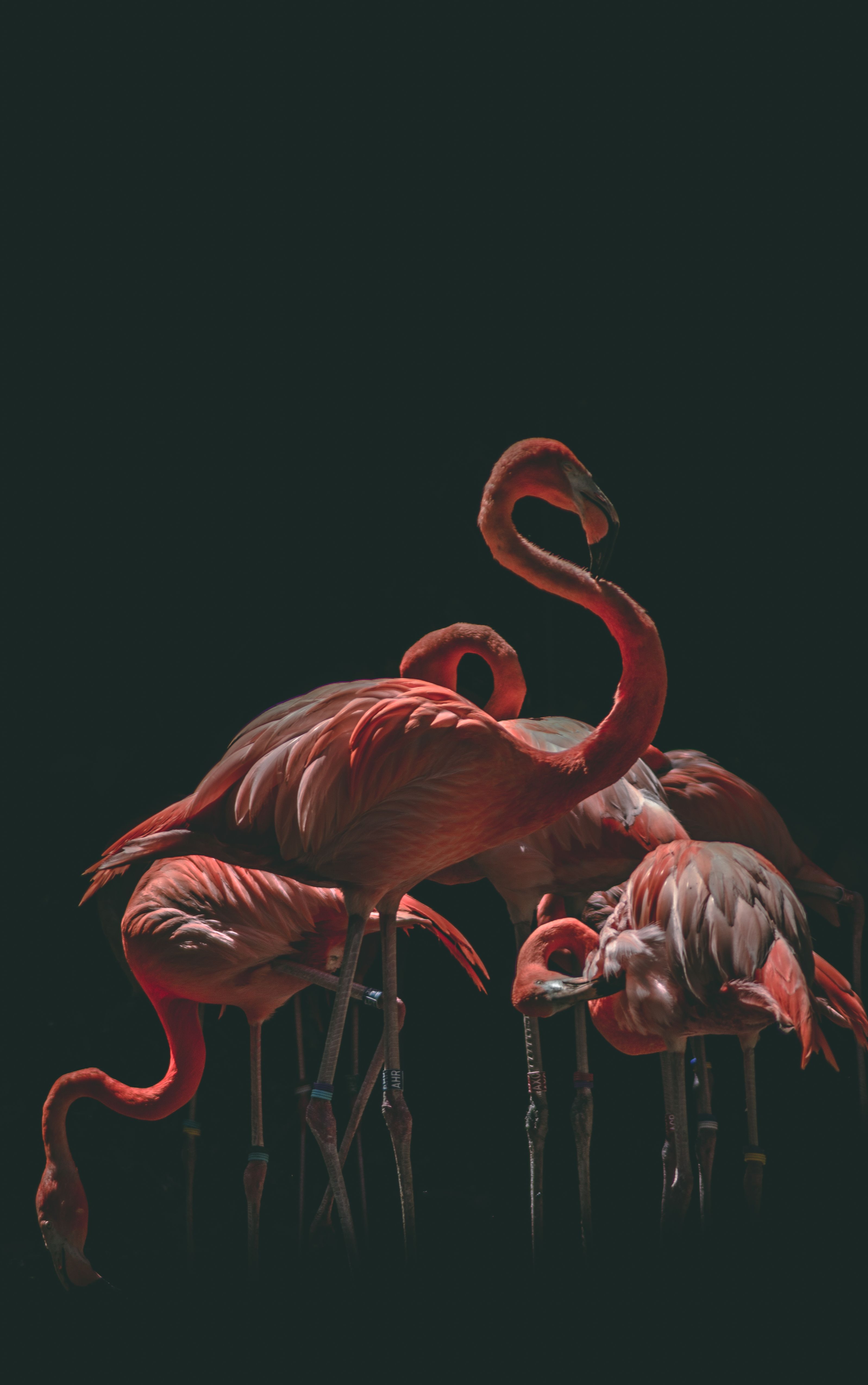  Flamingo Hintergrundbild 3195x5096. Flamingo Bilder Und Fotos · Kostenlos Downloaden · Stock Fotos