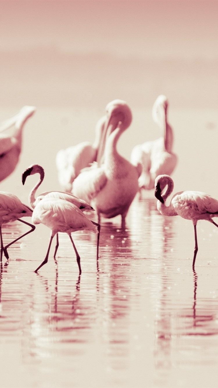  Flamingo Hintergrundbild 750x1334. Einige Flamingos, rosa Federvögel 2560x1600 HD Hintergrundbilder, HD, Bild