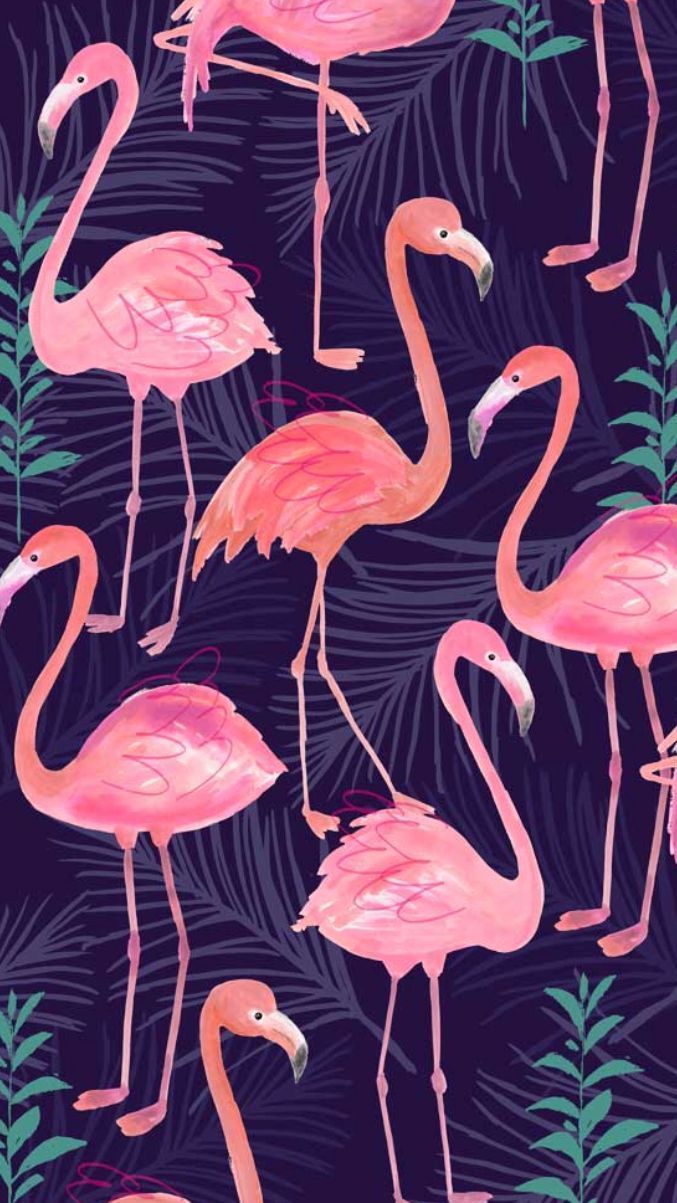  Flamingo Hintergrundbild 677x1203. Flamingos. Flamingo wallpaper, Trendy wallpaper pattern, Trendy wallpaper