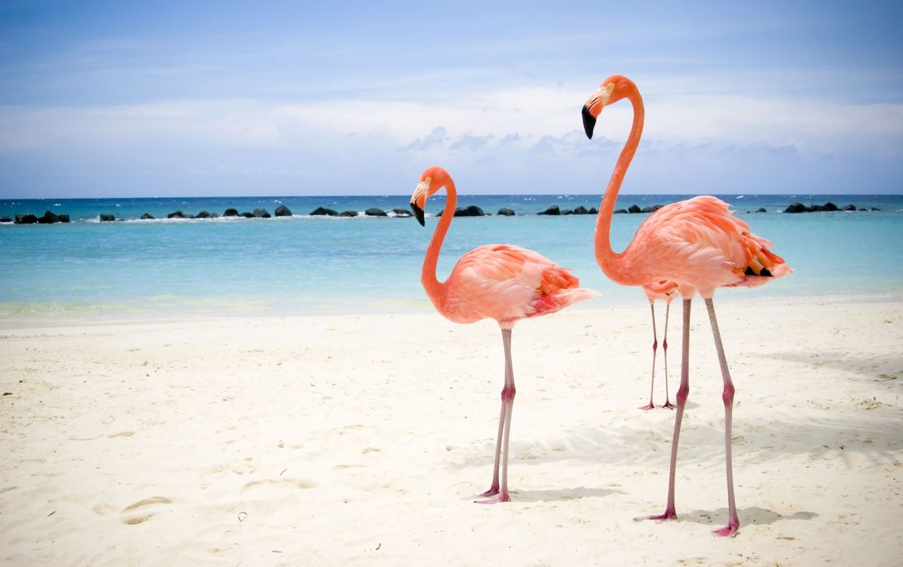  Flamingo Hintergrundbild 1280x804. Flamingos am Strand Hintergrundbilder. Flamingos am Strand frei fotos