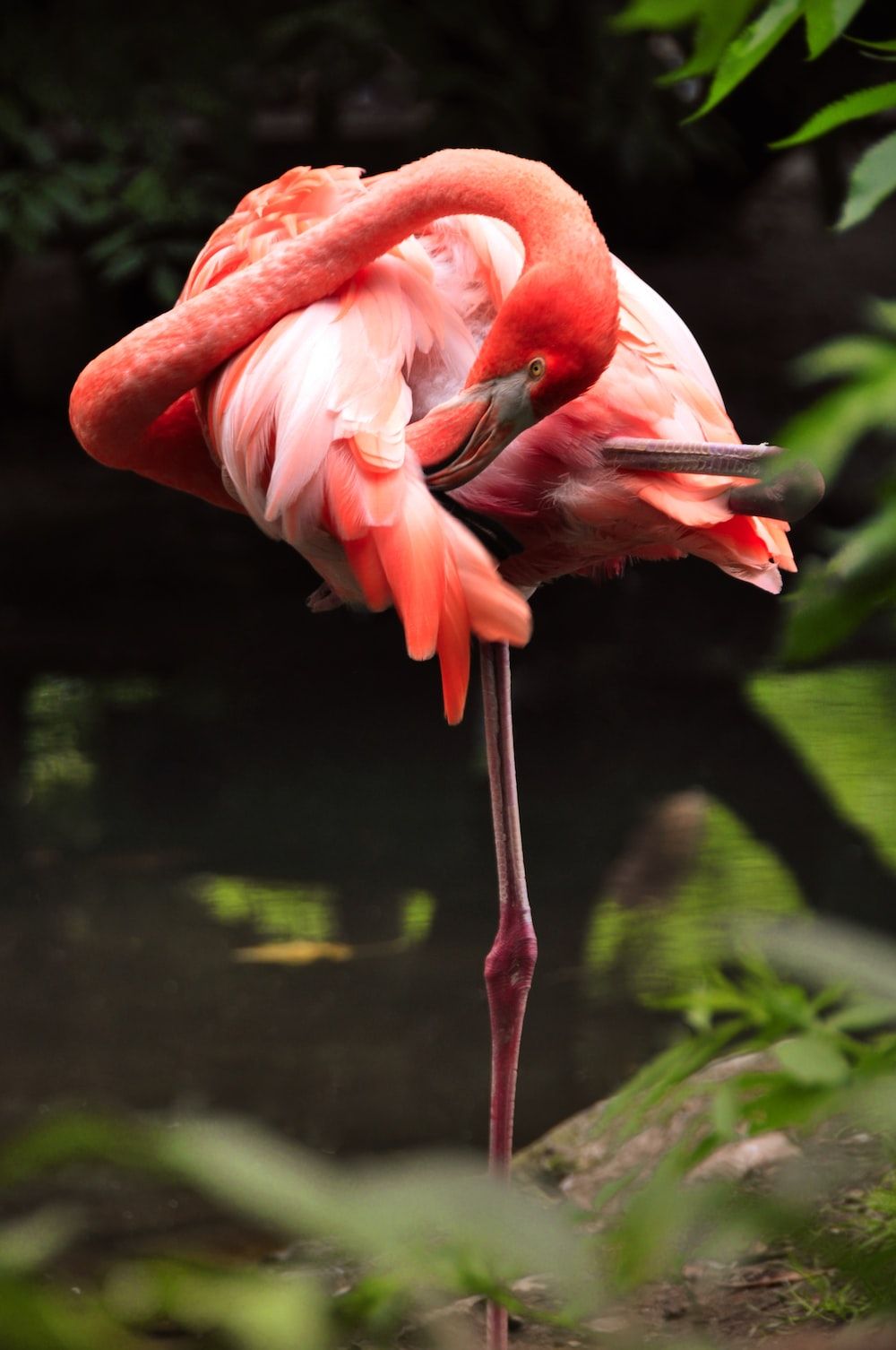  Flamingo Hintergrundbild 1000x1506. Flamingo Wallpaper: Kostenloser HD Download [HQ]