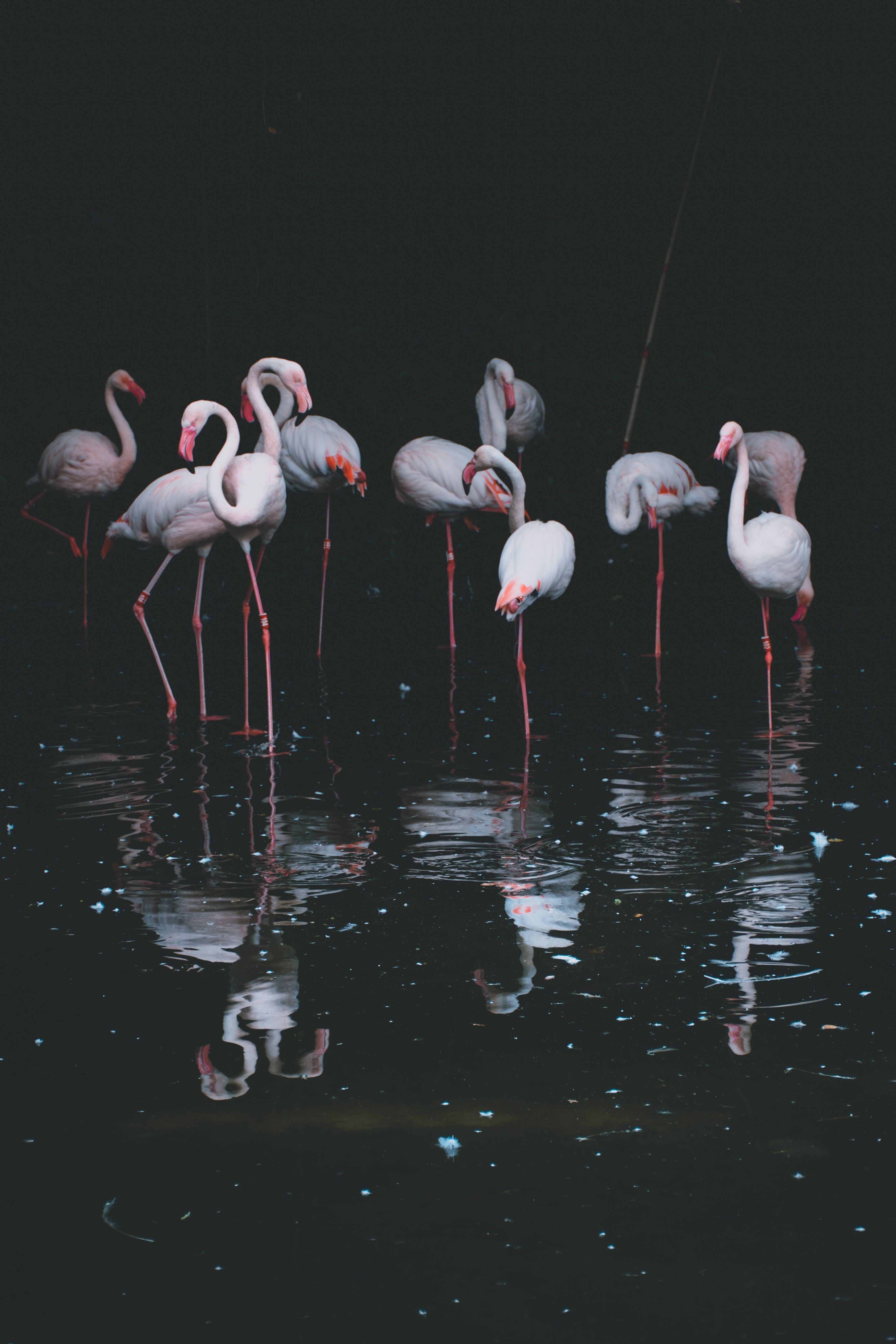  Flamingo Hintergrundbild 3619x5429. Hintergrundbild für Handys: Becken, Reflexion, Vögel, Flamingo, Wasser, Dunkel, 61938 Bild kostenlos herunterladen