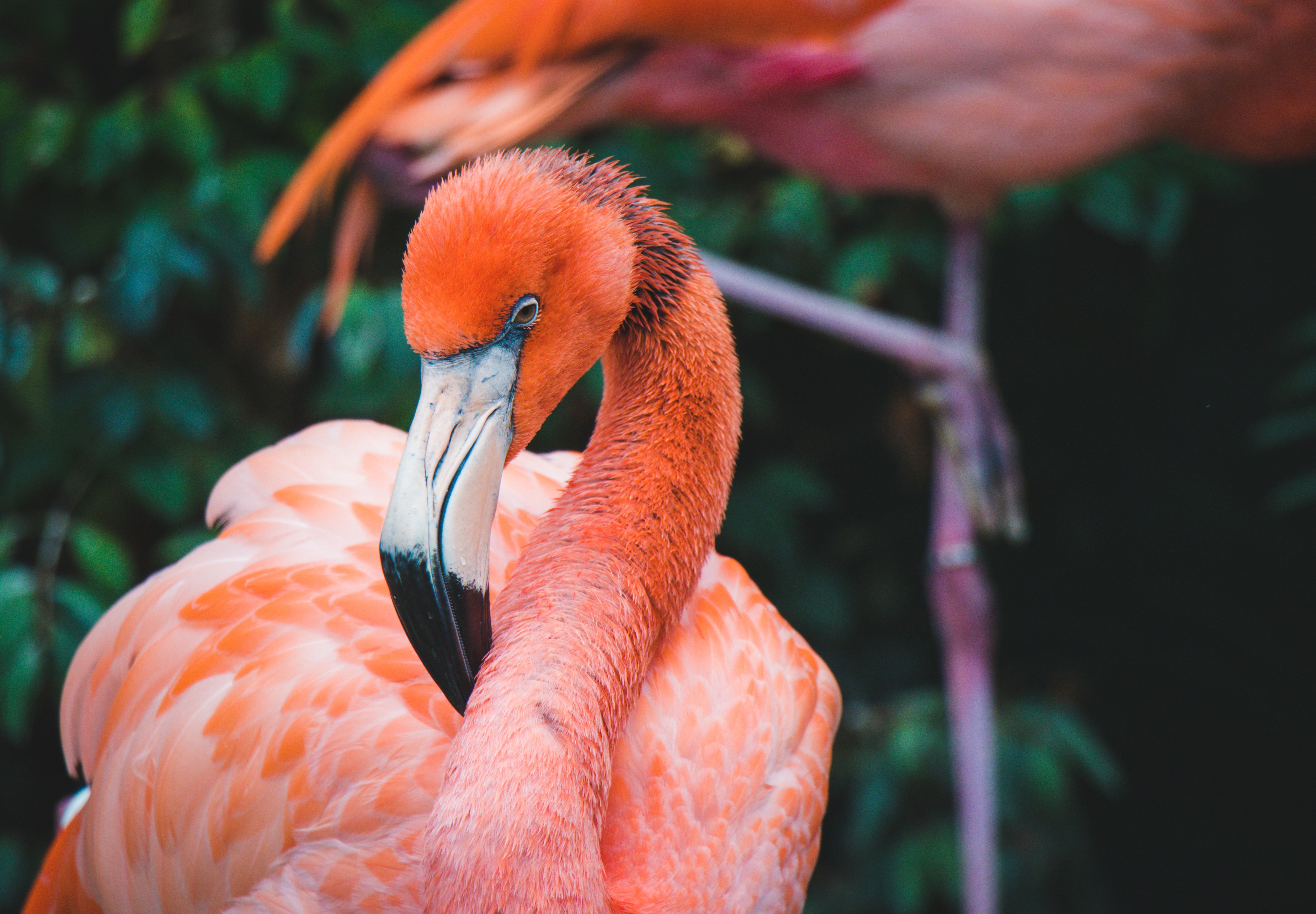  Flamingo Hintergrundbild 5762x4000. Flamingo Bilder Und Fotos · Kostenlos Downloaden · Stock Fotos