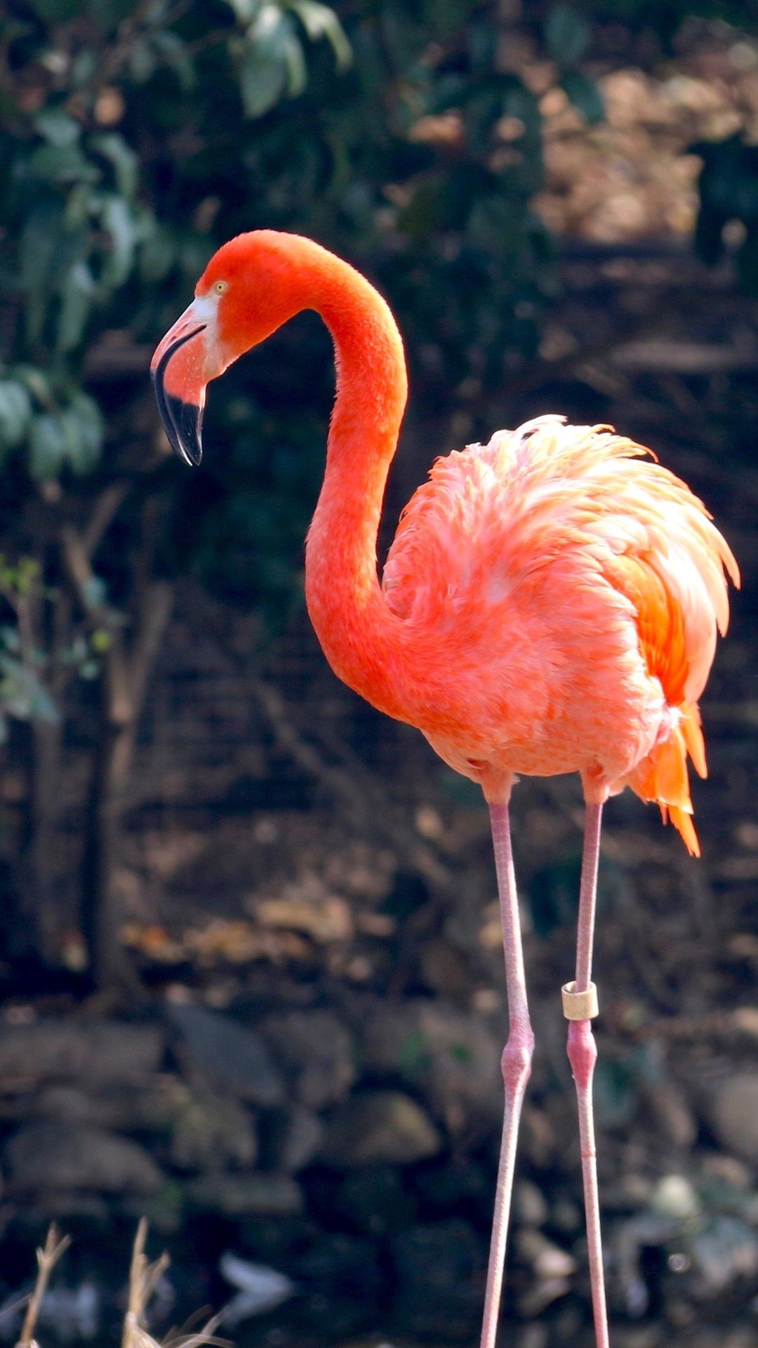  Flamingo Hintergrundbild 1080x1920. Ein Flamingo, Rote Federn 1080x1920 IPhone 8 7 6 6S Plus Hintergrundbilder, HD, Bild