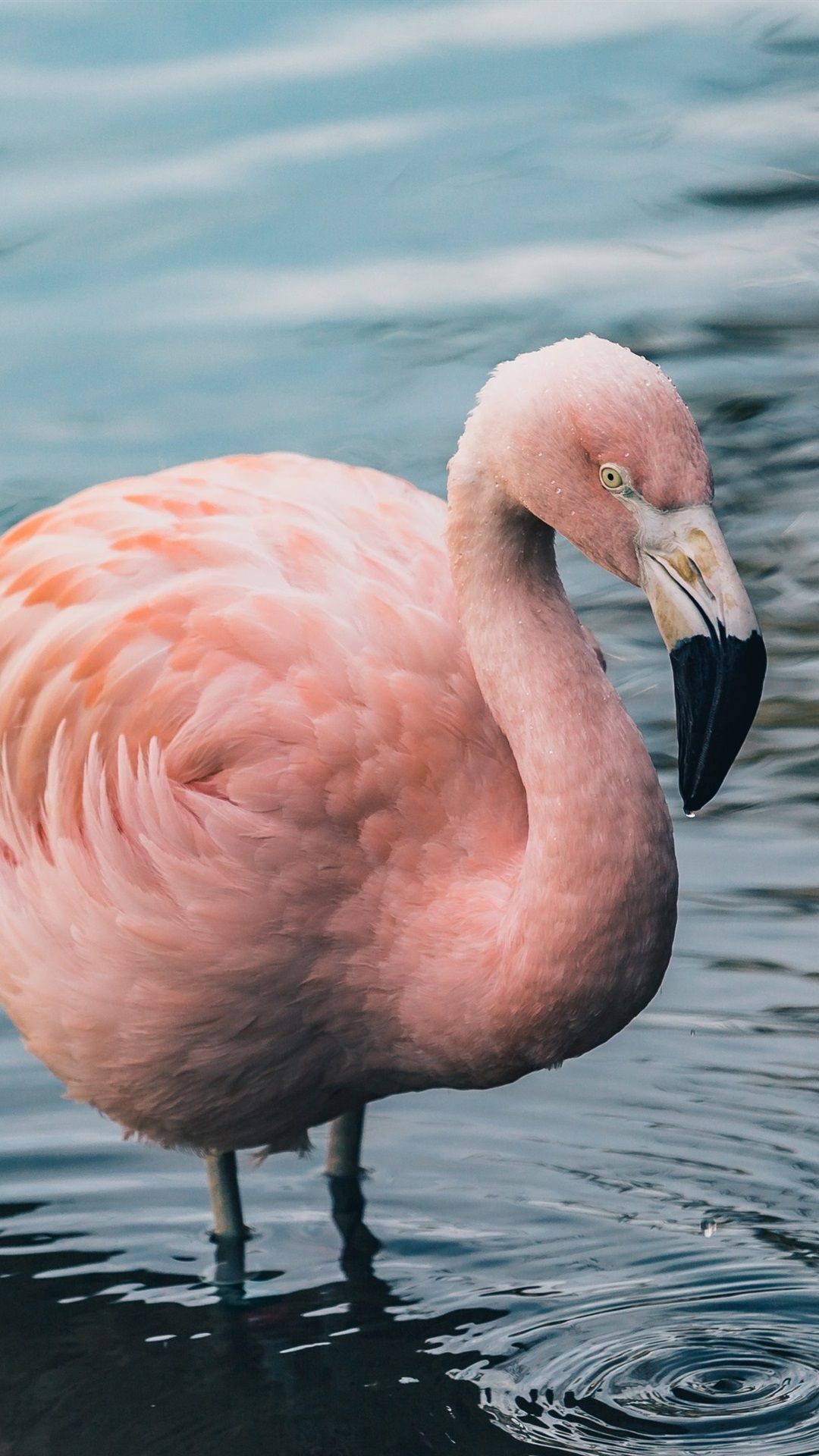  Flamingo Hintergrundbild 1080x1920. Ein Flamingo Im Wasser Stehend 1080x1920 IPhone 8 7 6 6S Plus Hintergrundbilder, HD, Bild