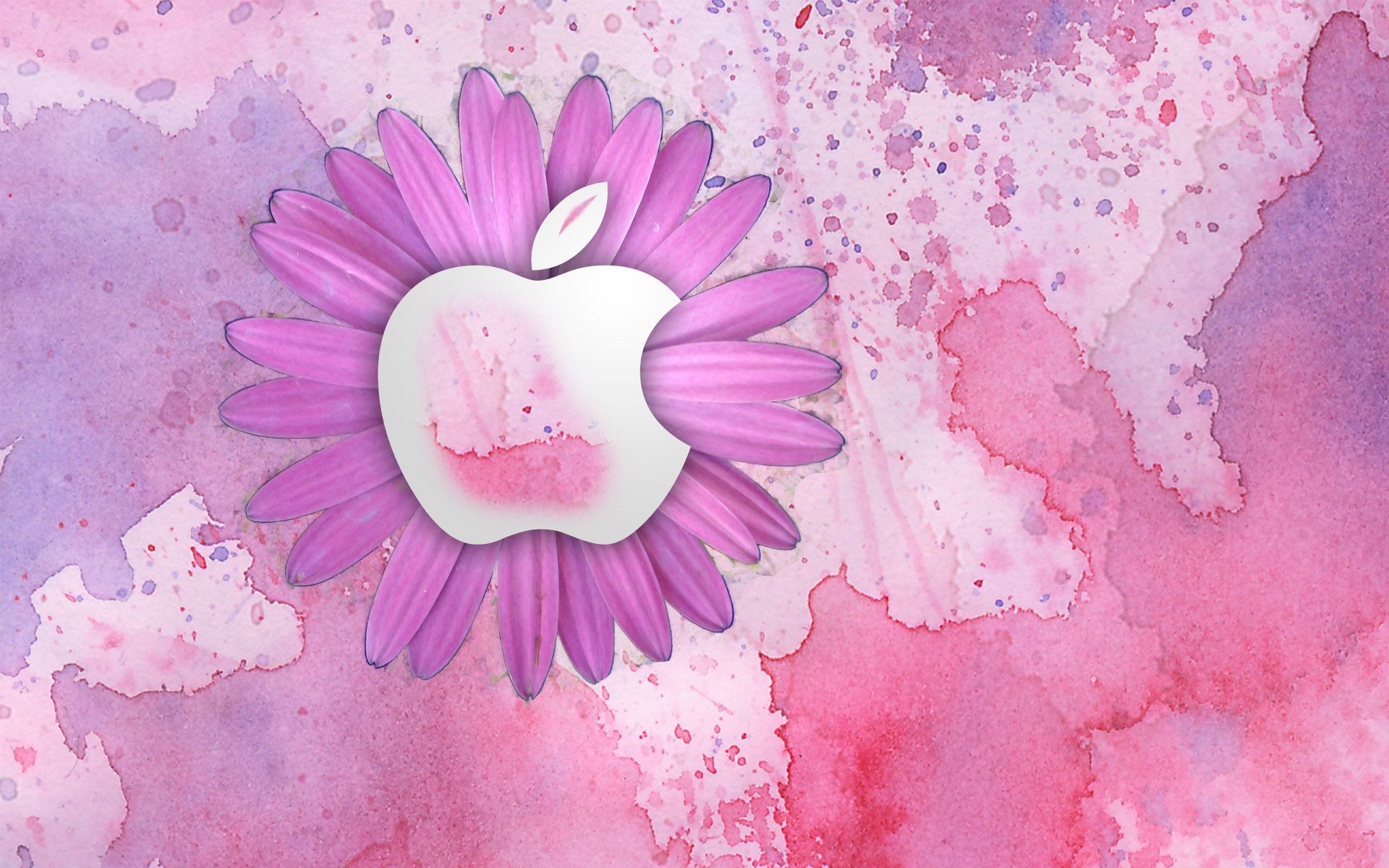 Apple Rosa Hintergrundbild 1920x1200. Apple rosa Blüten 1920x1200 HD Hintergrundbilder, HD, Bild