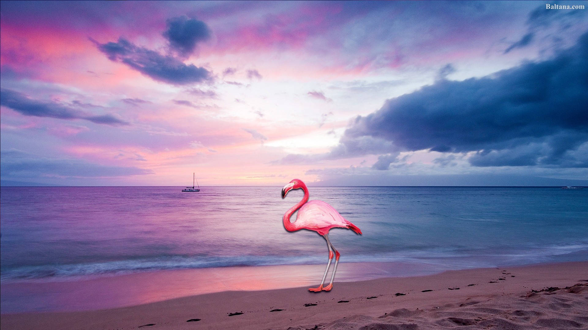  Flamingo Hintergrundbild 1920x1080. Free Flamingo Wallpaper Downloads, Flamingo Wallpaper for FREE