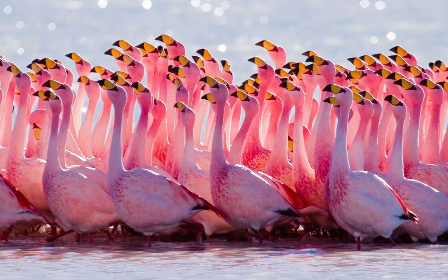  Flamingo Hintergrundbild 1440x900. Flamingo Wallpaper for Computer