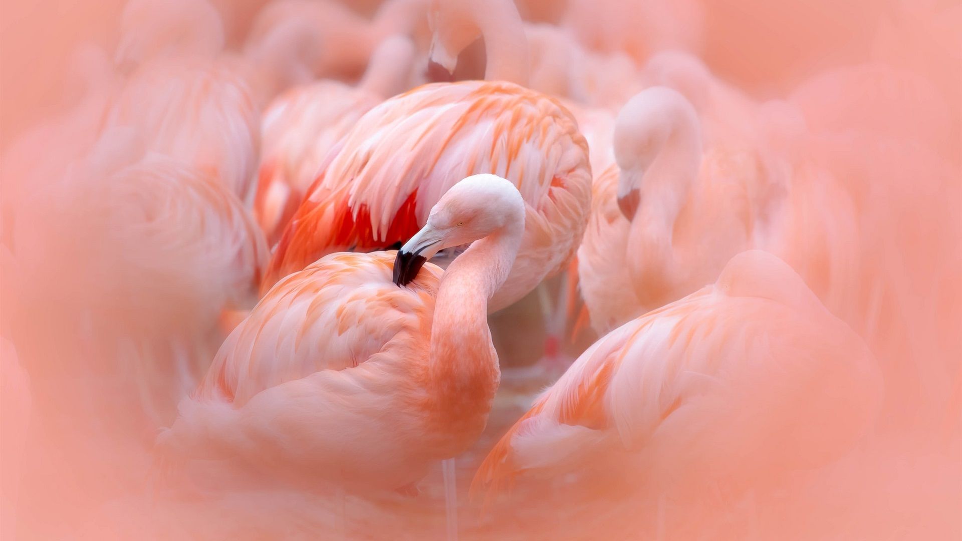  Flamingo Hintergrundbild 1920x1080. Einige Flamingos, rosa Federn, verschwommen 1920x1200 HD Hintergrundbilder, HD, Bild