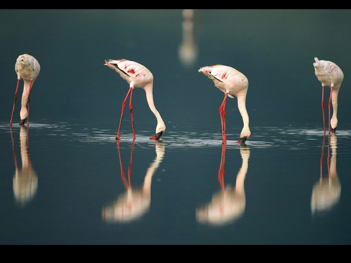 Flamingo Hintergrundbild 1200x900. Flamingo Hintergrundbilder HD