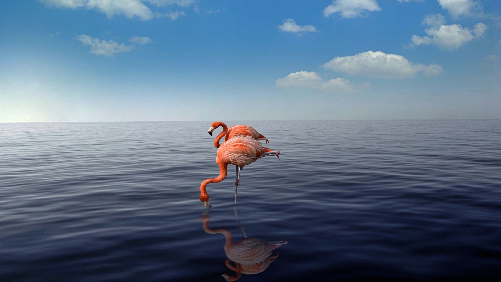  Flamingo Hintergrundbild 1920x1080. Flamingo Wallpaper Gratis