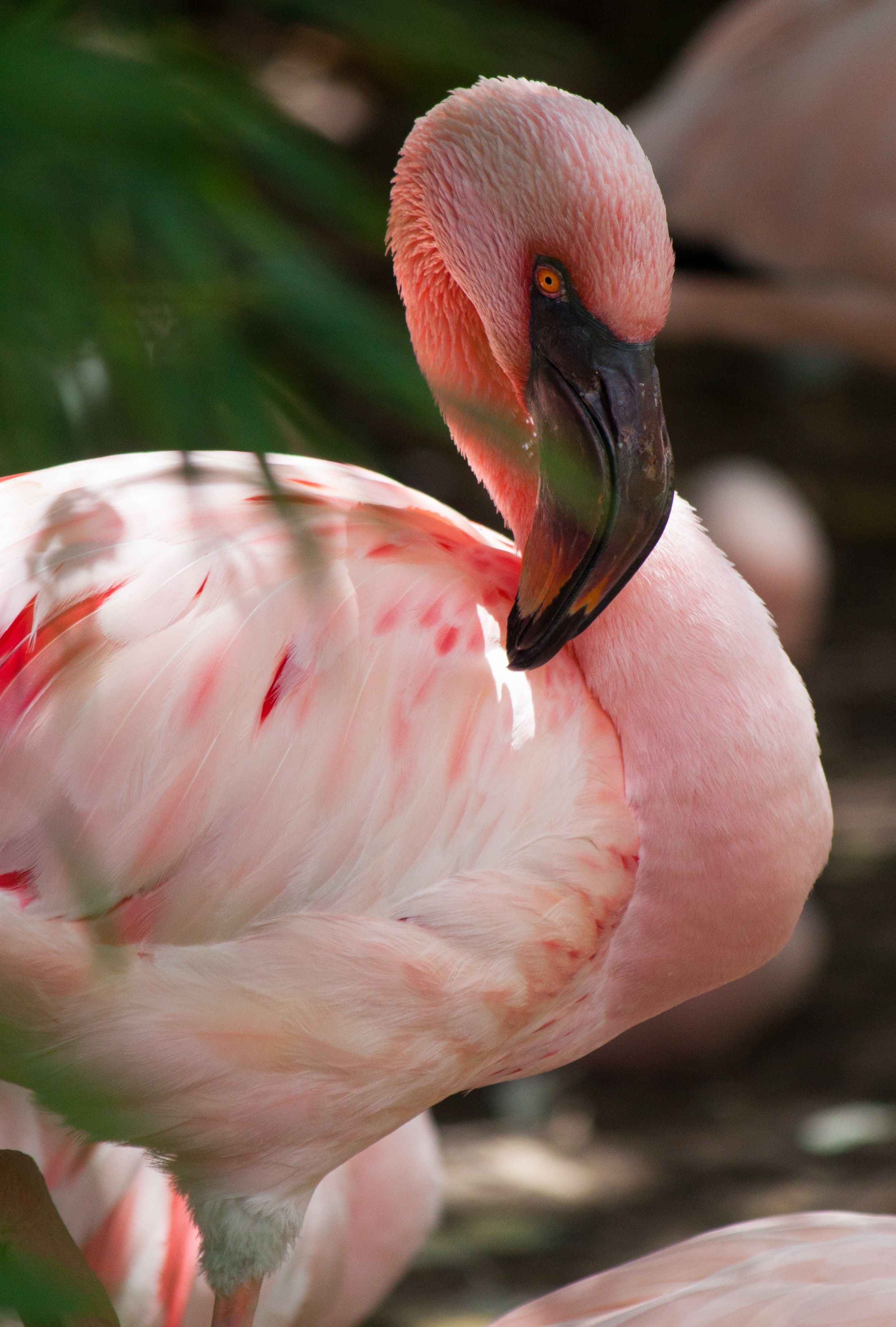  Flamingo Hintergrundbild 2455x3634. Flamingo Bilder Und Fotos · Kostenlos Downloaden · Stock Fotos