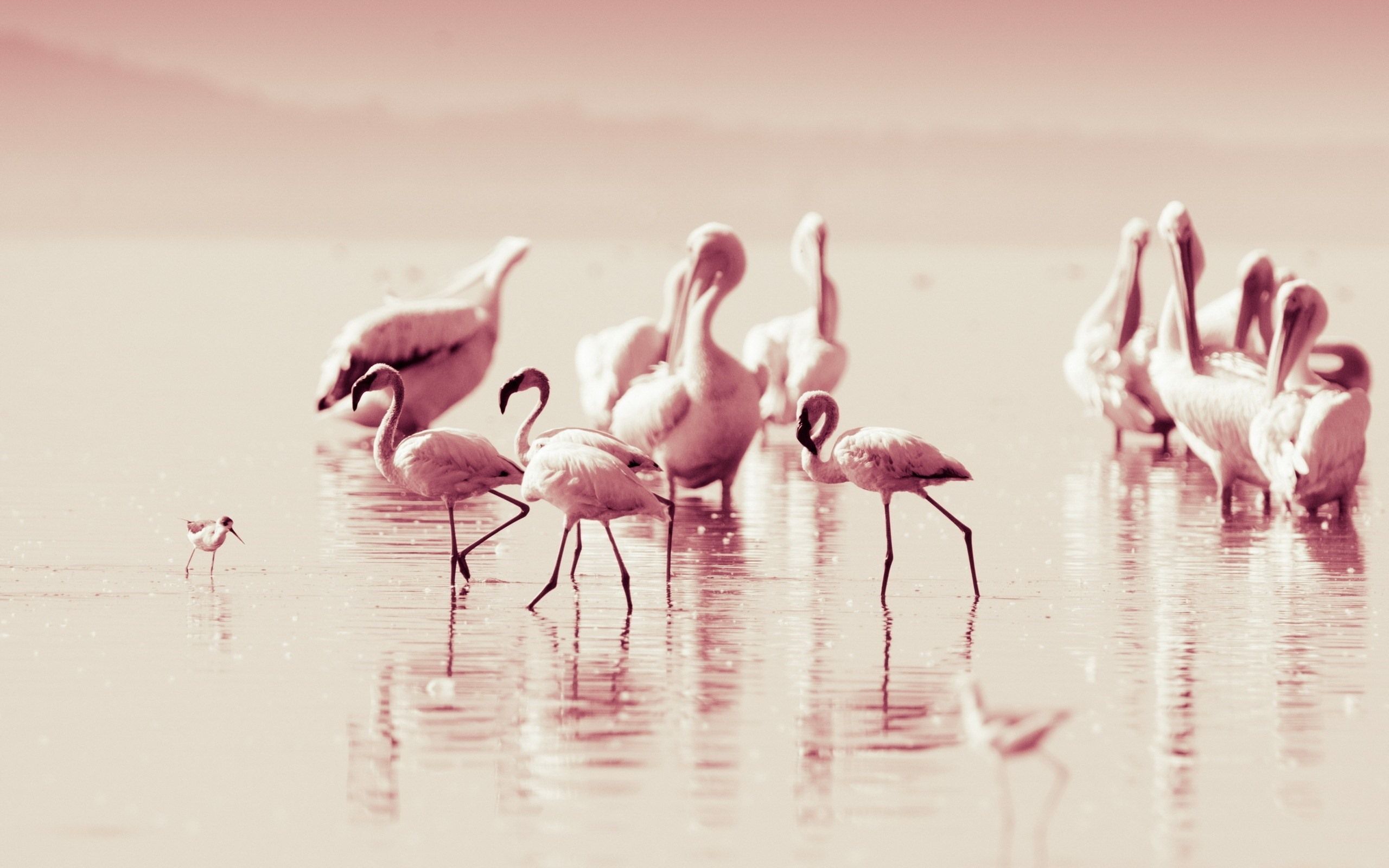  Flamingo Hintergrundbild 2560x1600. Einige Flamingos, rosa Federvögel 2560x1600 HD Hintergrundbilder, HD, Bild