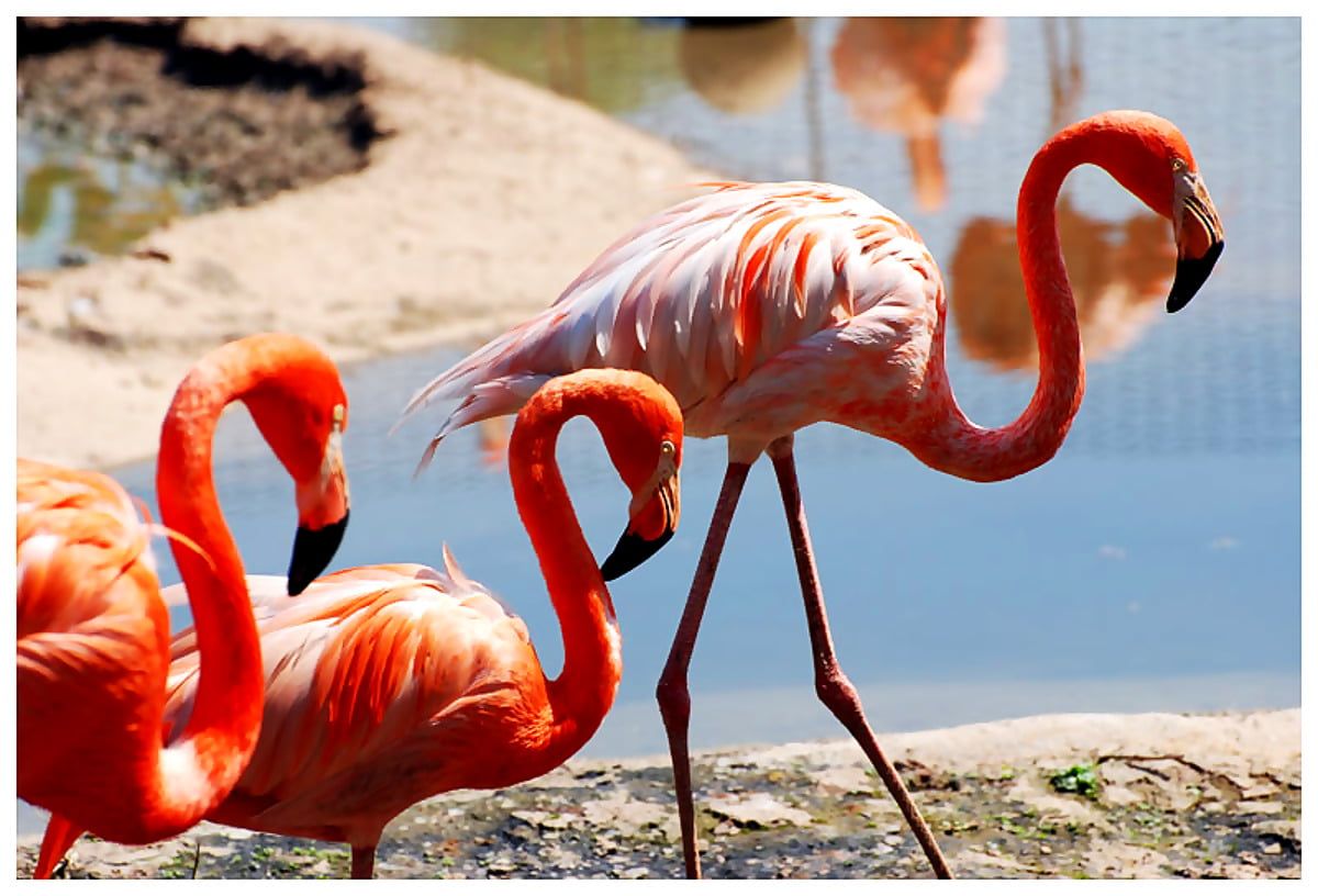  Flamingo Hintergrundbild 1200x816. Flamingo, Größerer Flamingo, Vogel Hintergrundbild. Download kostenlose Wallpaper