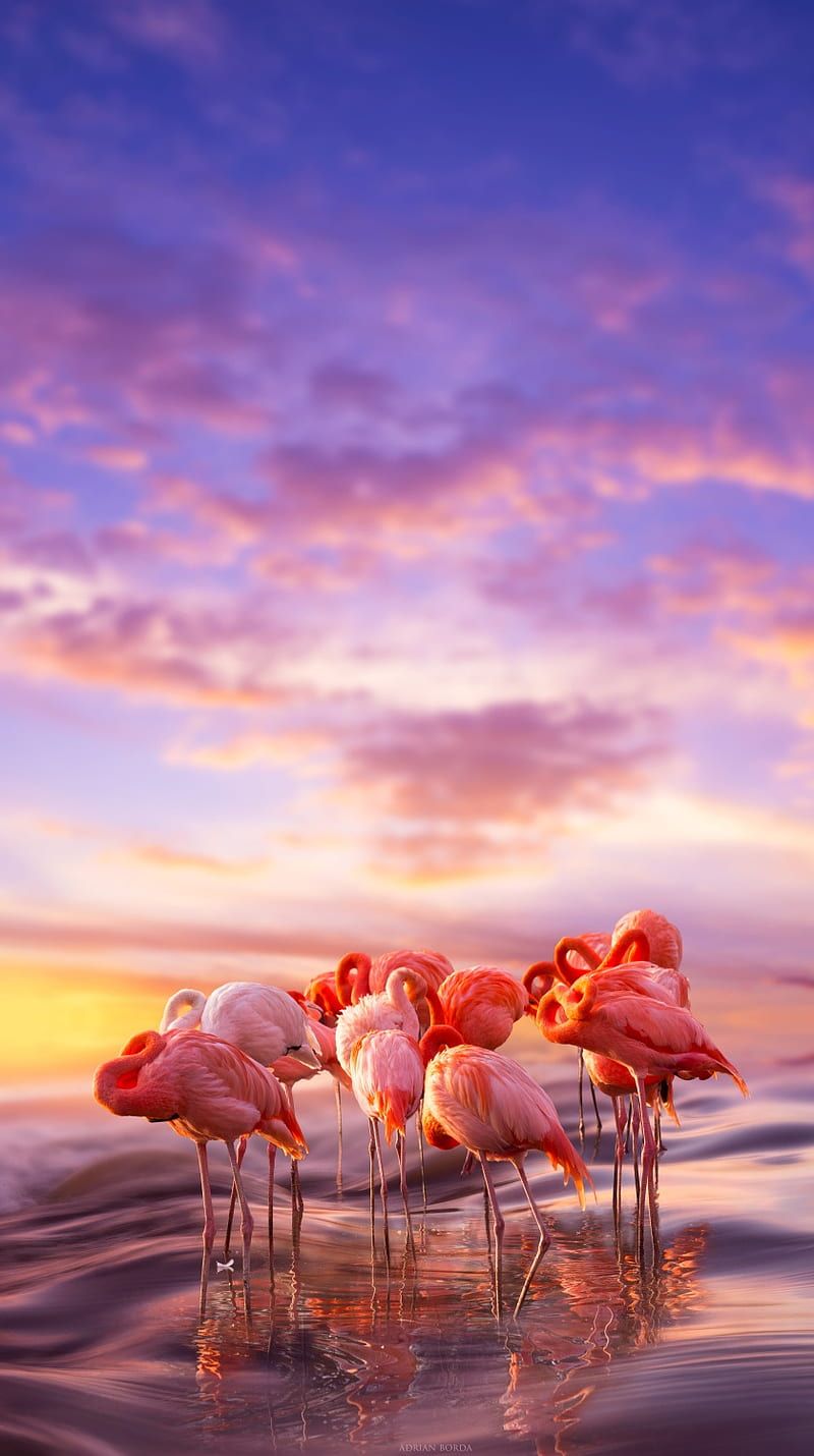  Flamingo Hintergrundbild 800x1430. Flamingo siesta, apple, birds, iphone, nature, pink, sunset, HD phone wallpaper