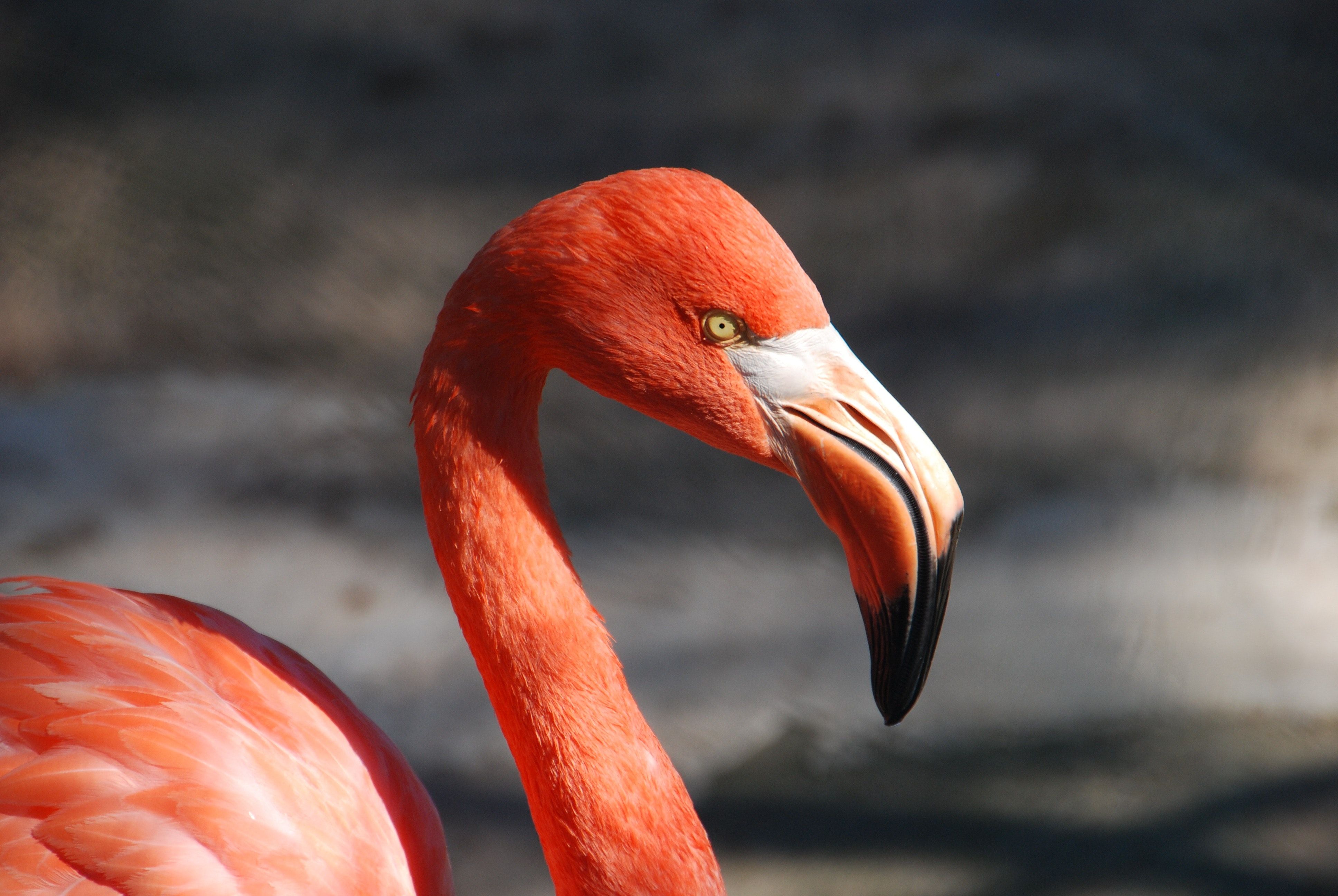  Flamingo Hintergrundbild 3872x2592. Flamingo Bilder Und Fotos · Kostenlos Downloaden · Stock Fotos