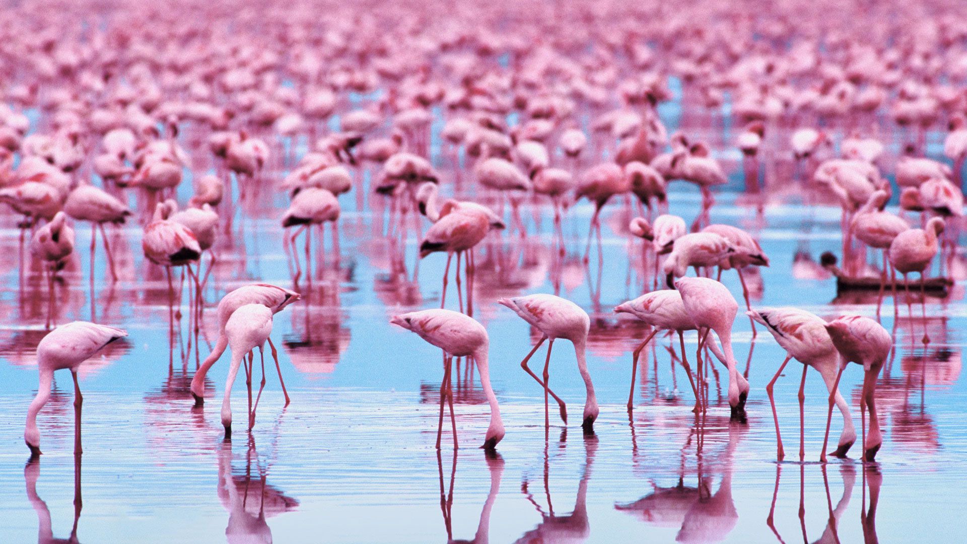  Flamingo Hintergrundbild 1920x1080. Download Flamingo wallpaper for mobile phone, free Flamingo HD picture