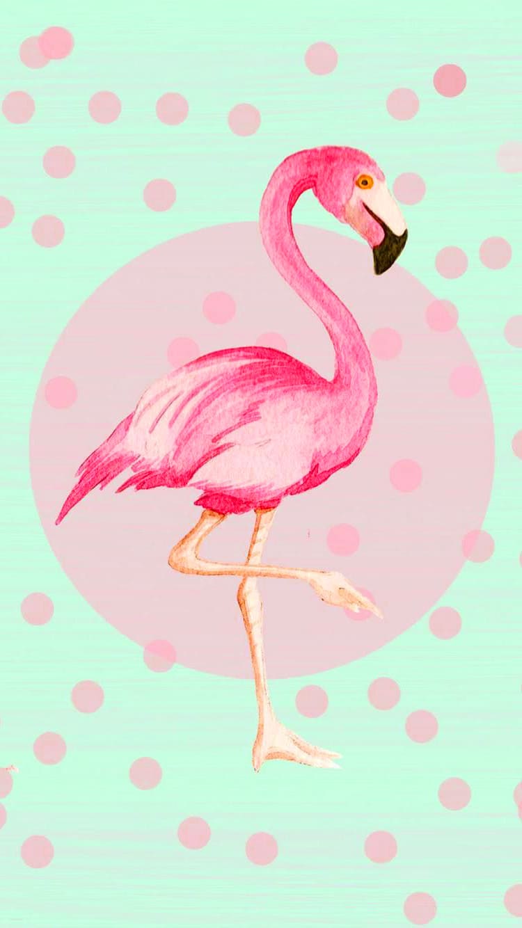  Flamingo Hintergrundbild 750x1334. Flamingo Wallpaper