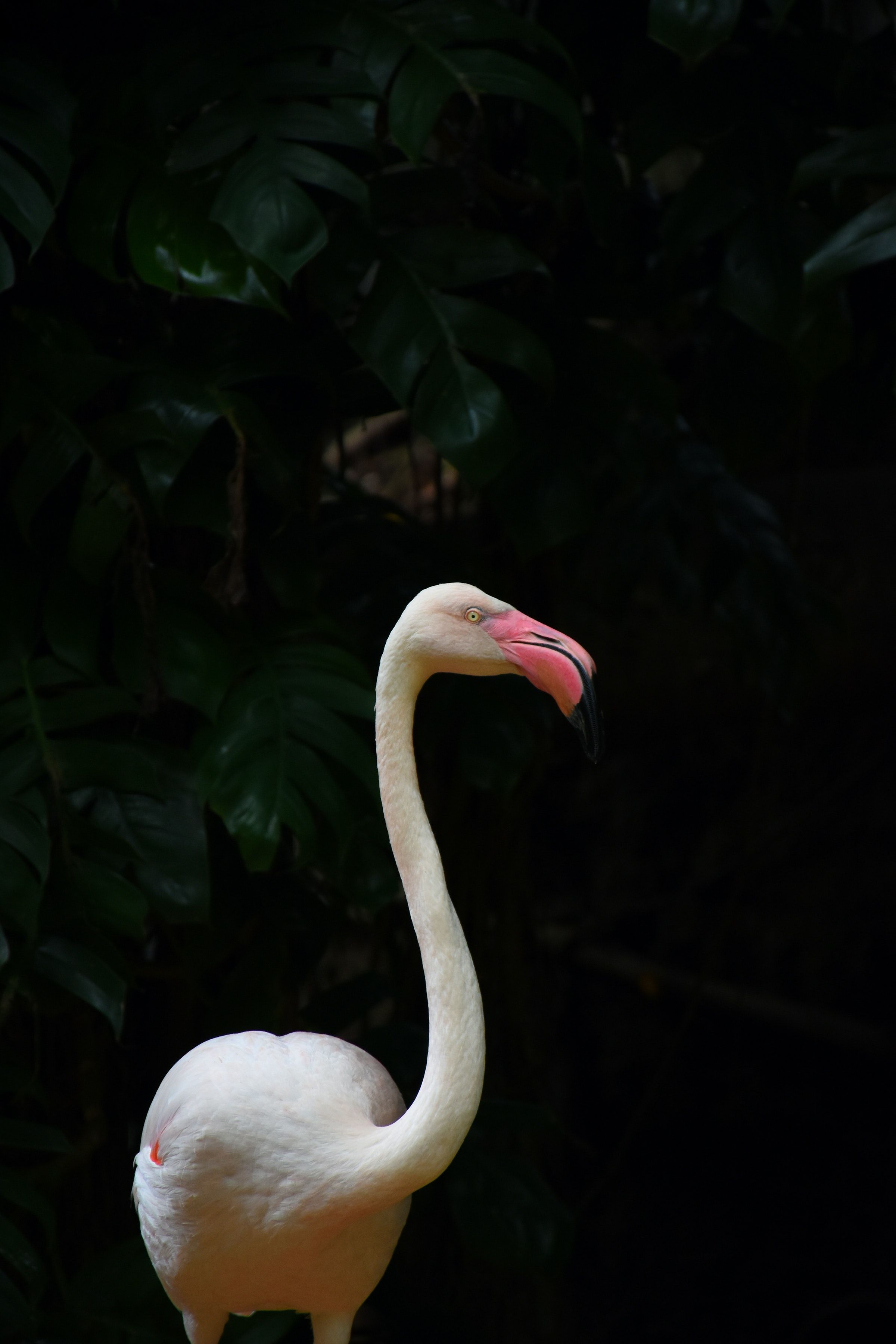  Flamingo Hintergrundbild 2400x3600. Flamingo Bilder Und Fotos · Kostenlos Downloaden · Stock Fotos