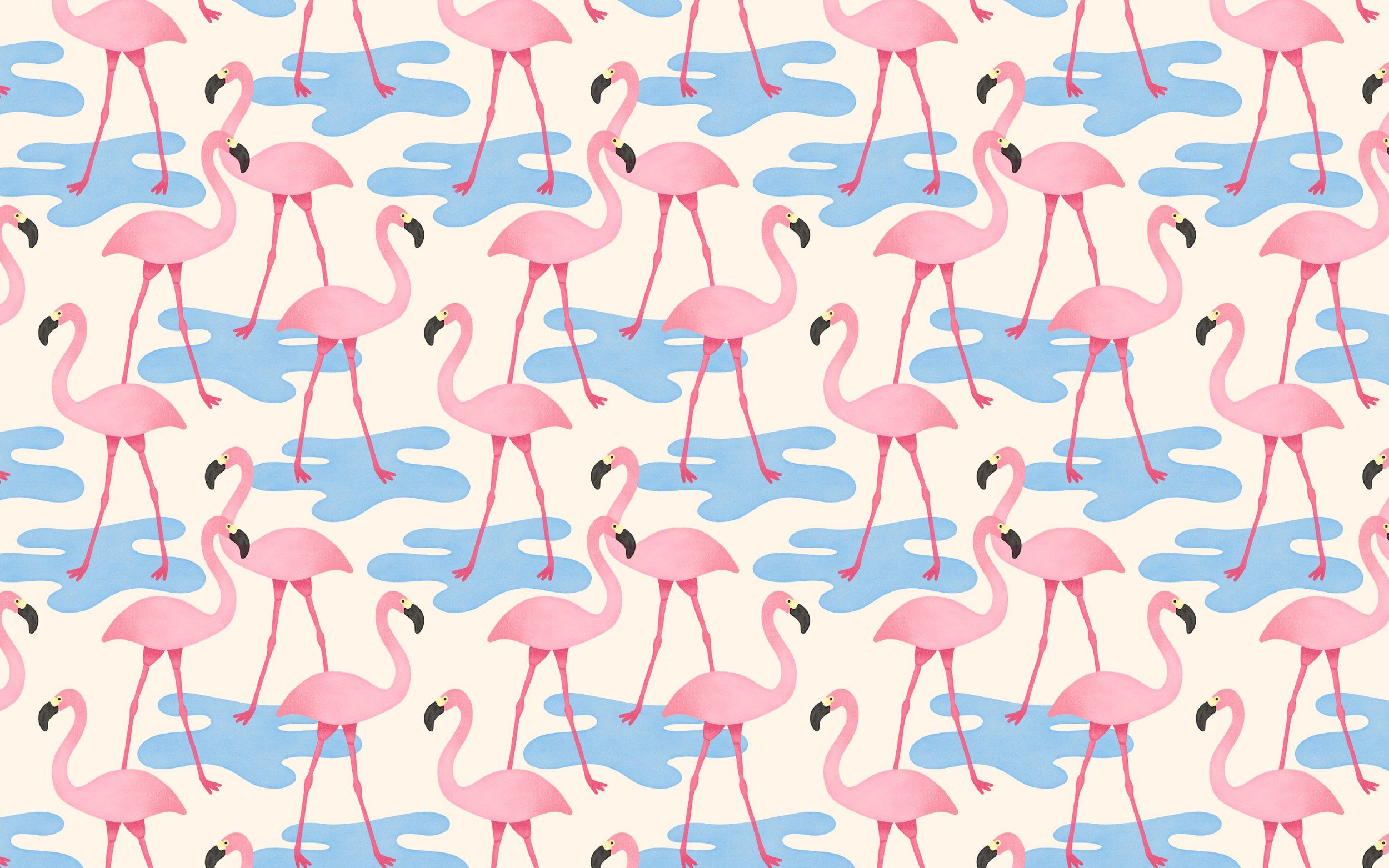  Flamingo Hintergrundbild 2500x1563. Flamingo