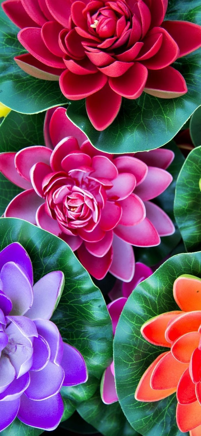  Blumen Hintergrundbild 700x1515. coole iPhone X Wallpaper zum Herunterladen