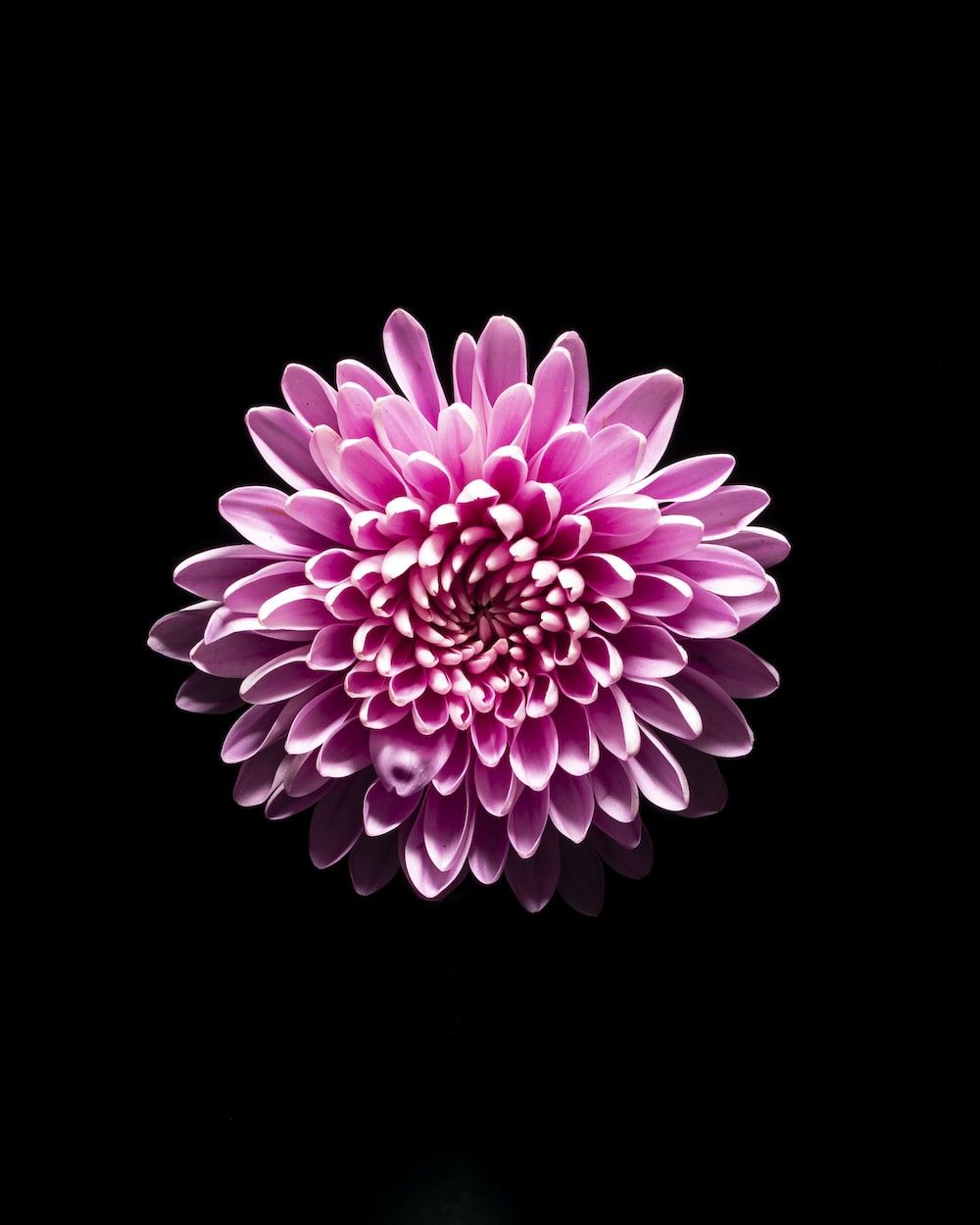 Apple Rosa Hintergrundbild 1000x1250. Foto zum Thema eine große rosa Blume auf schwarzem Hintergrund