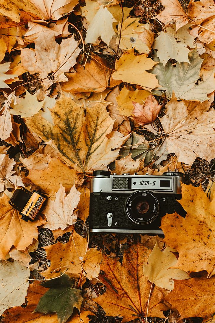  Kamera Hintergrundbild 728x1092. HD wallpaper: camera, autumn, foliage, retro, vintage, photographic film
