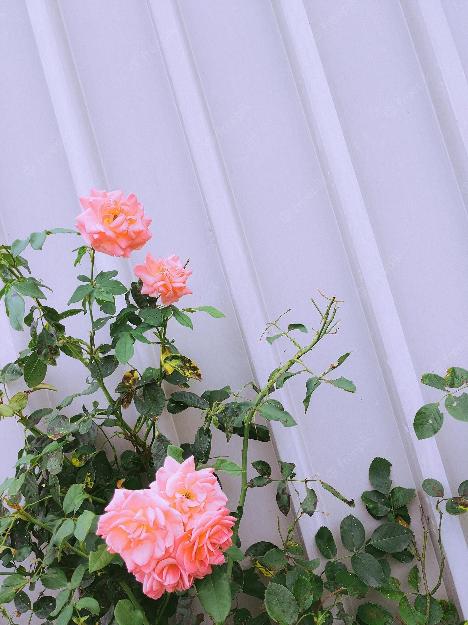  Rosen Hintergrundbild 1498x2000. Stilvolle blumentapete rosen und graue wandtextur minimalistische ästhetik