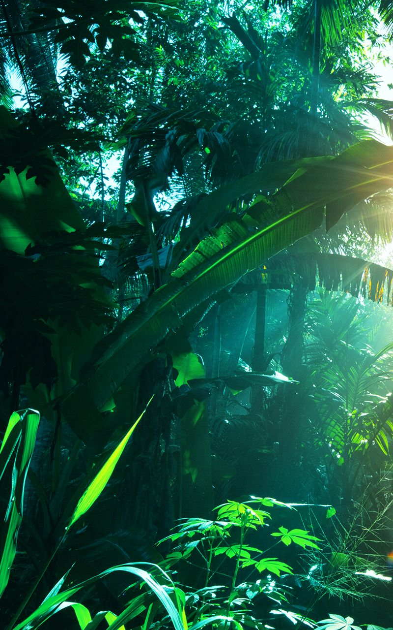 Dschungel Hintergrundbild 800x1280. Jungle Live Wallpaper:Amazon.de:Appstore for Android