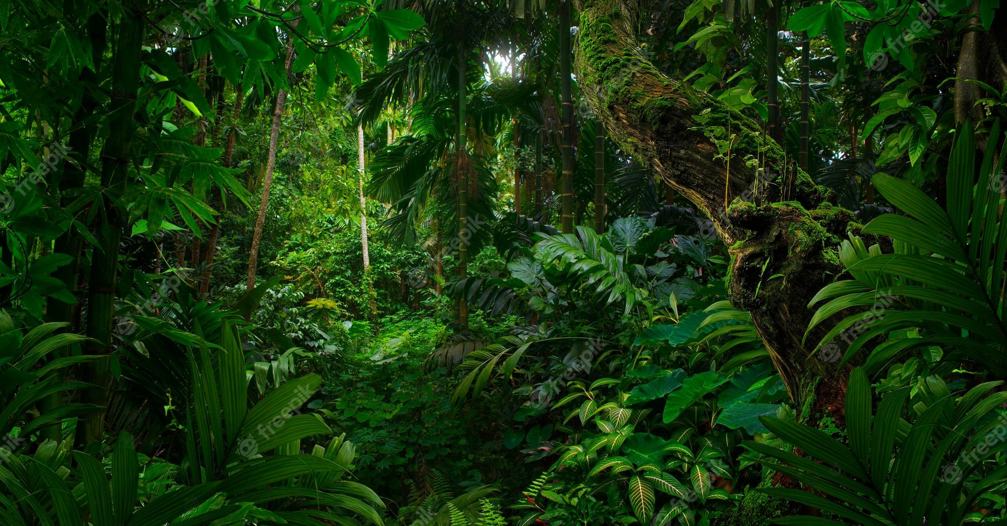 Dschungel Hintergrundbild 2000x1044. Jungle Wallpaper Bilder Download auf Freepik