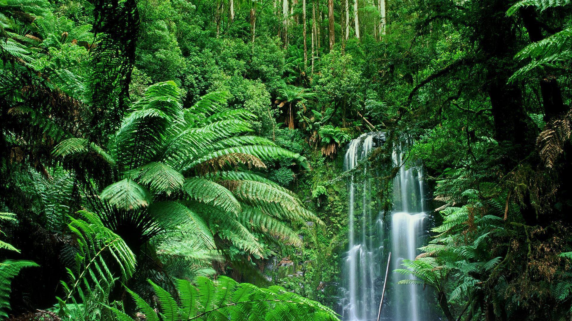 Dschungel Hintergrundbild 1920x1080. Jungle Live Wallpaper APK für Android herunterladen