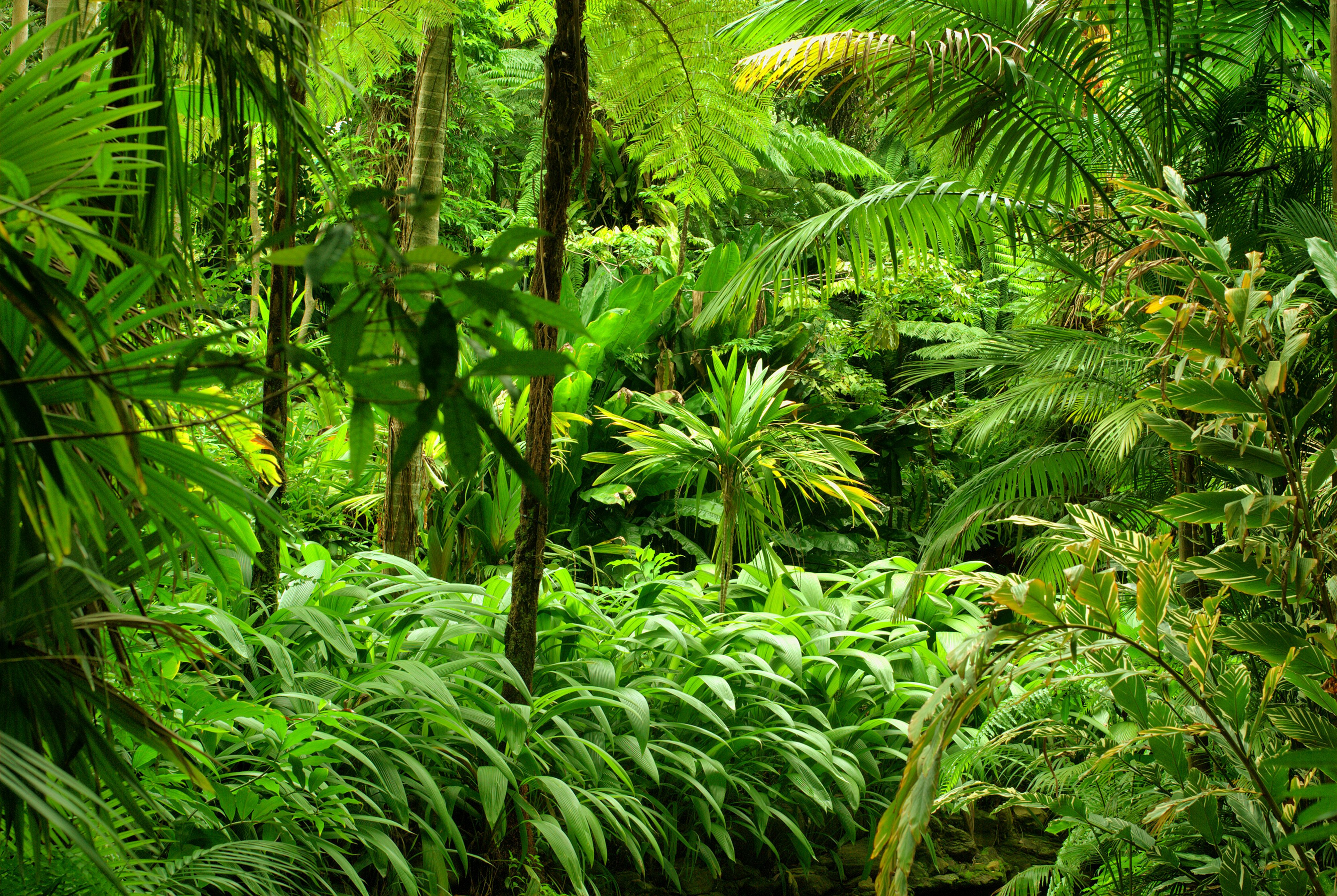 Dschungel Hintergrundbild 4000x2680. 4K Dschungel Wallpaper. Hintergründe