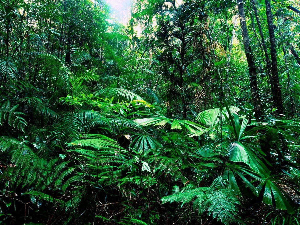 Dschungel Hintergrundbild 1200x900. Dschungel Hintergrundbilder HD