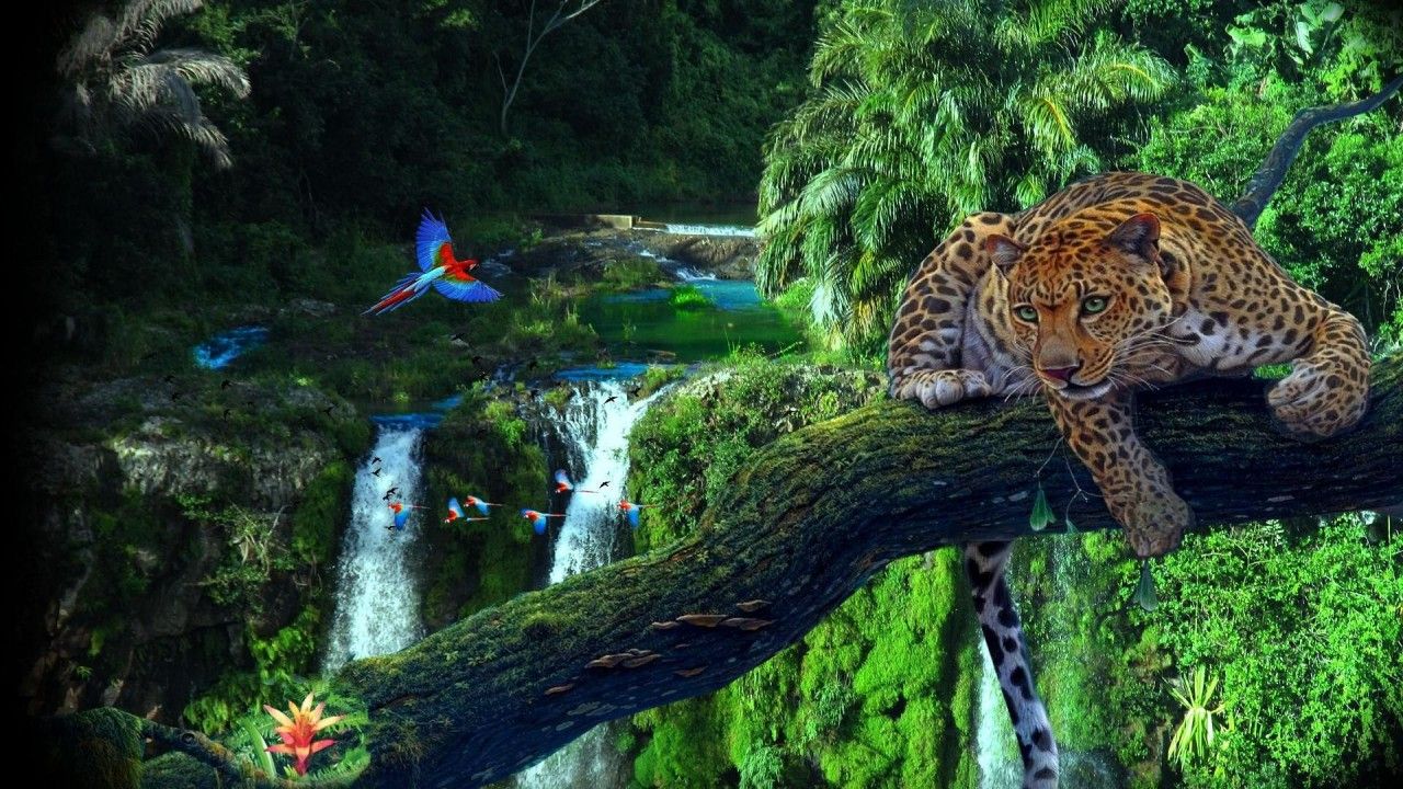 Dschungel Hintergrundbild 1280x720. Leopard Papageien Schöne Dschungel Hintergrundbilder. Leopard Papageien Schöne Dschungel frei fotos